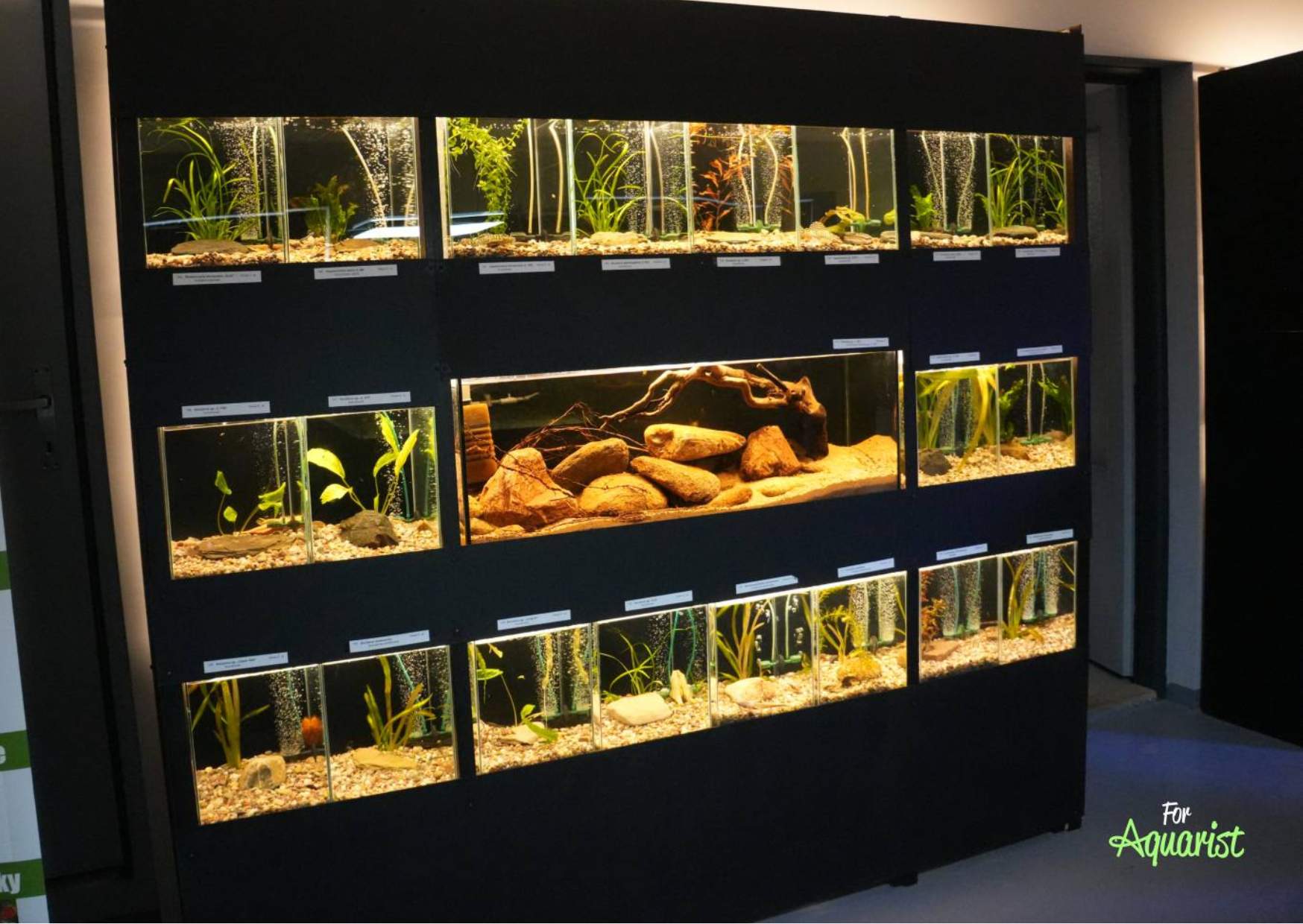 Die Panzerwelse hatten eine ähnliche Platzierung wie letztes Jahr.