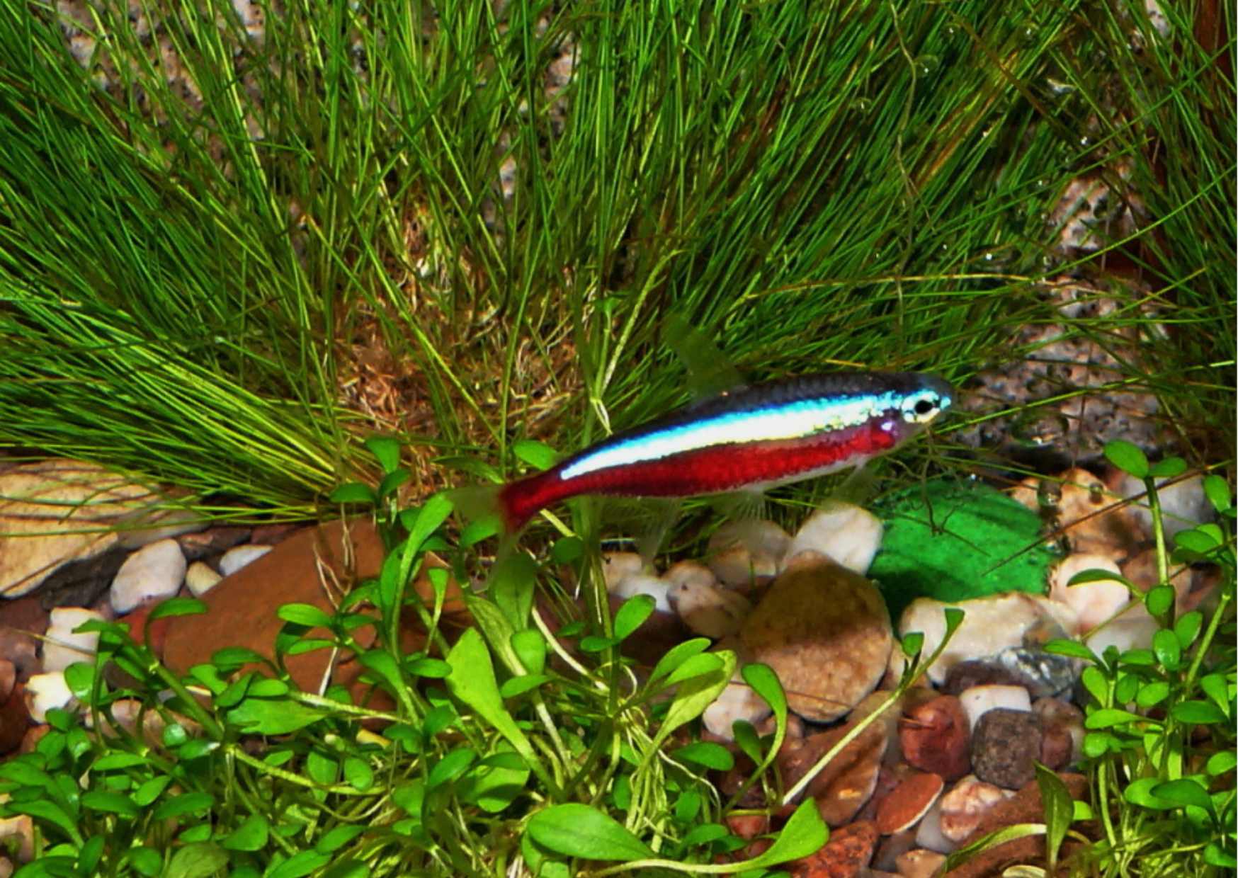 1.	Mladý sameček červené neonky.