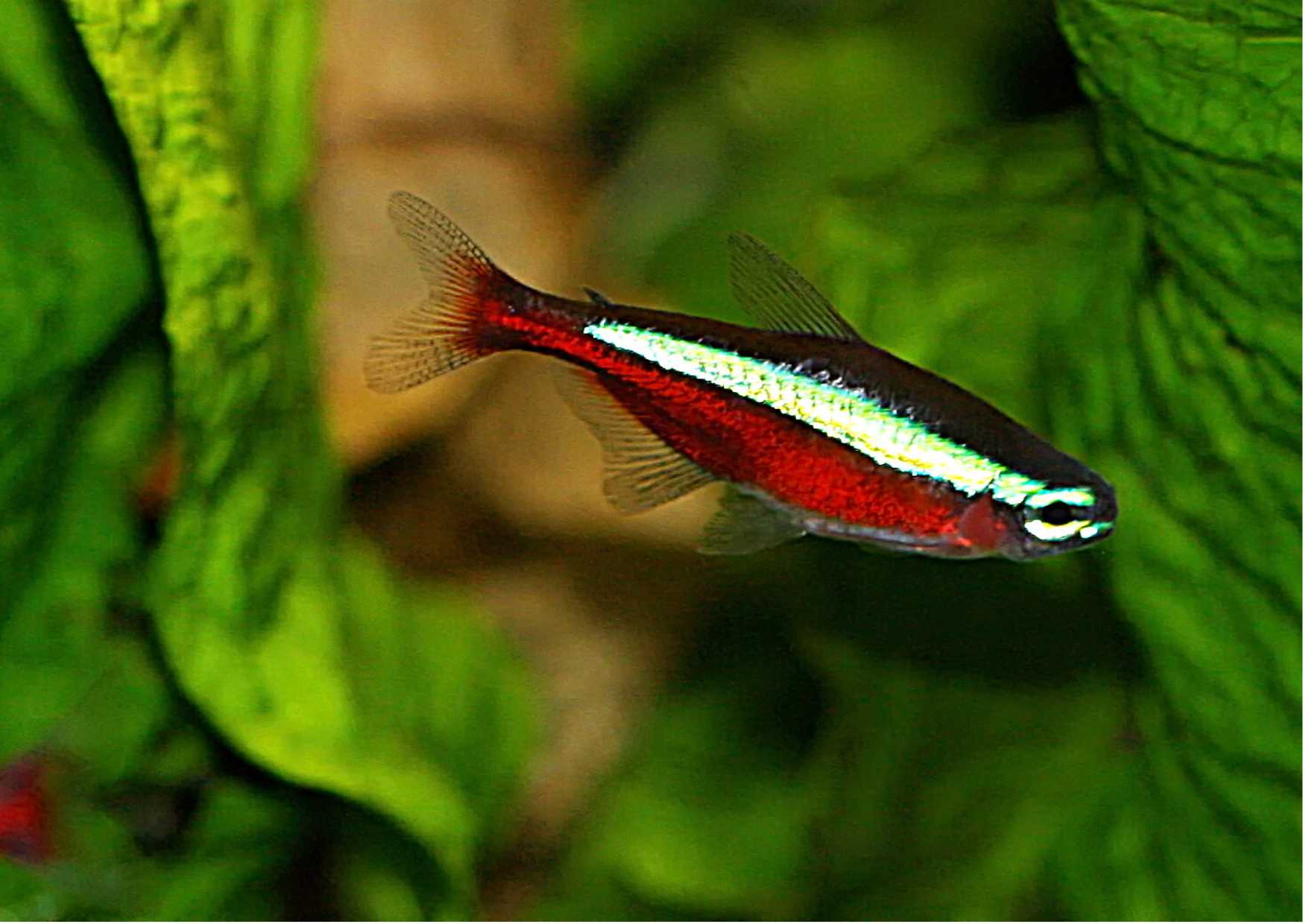 2.	6 měsíců stará samička červené neonky připravená ke tření.