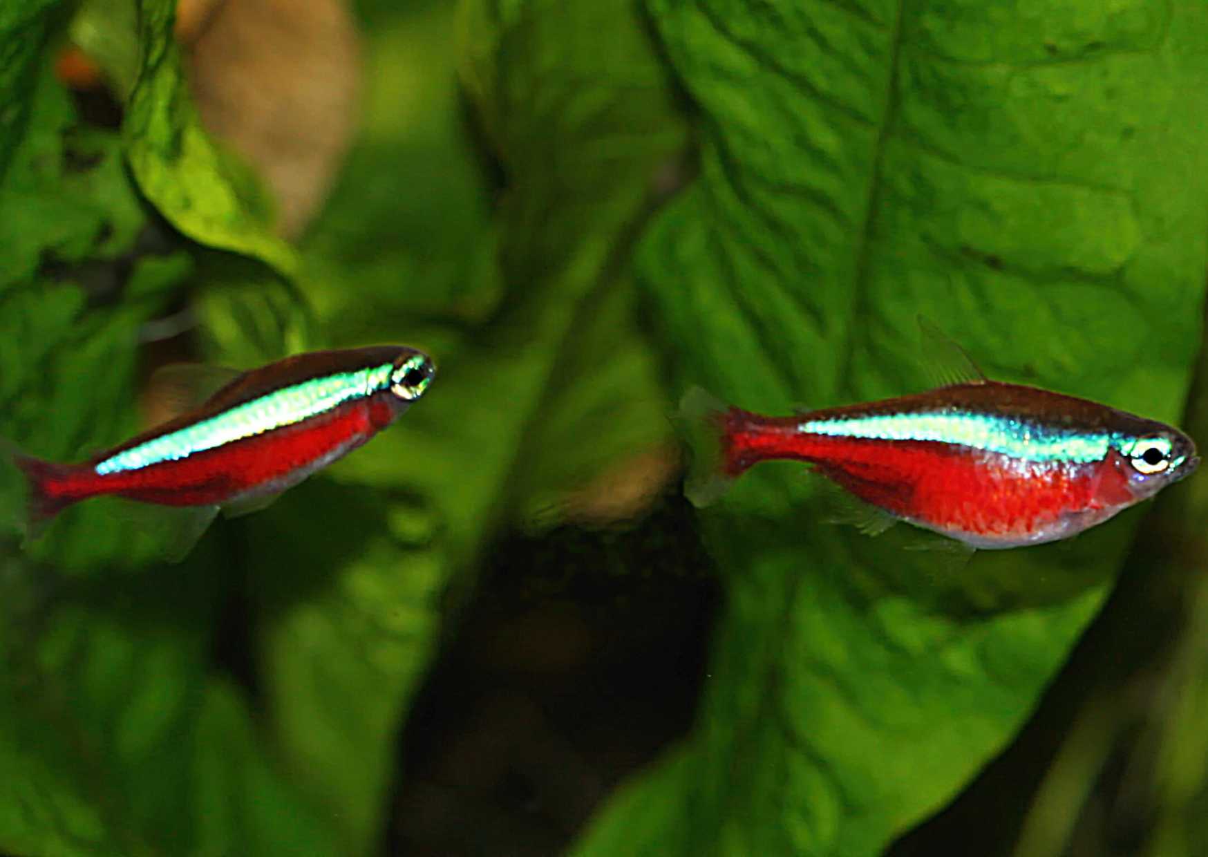 3.	Párek červených neonek těsně před třením, sameček vlevo. 