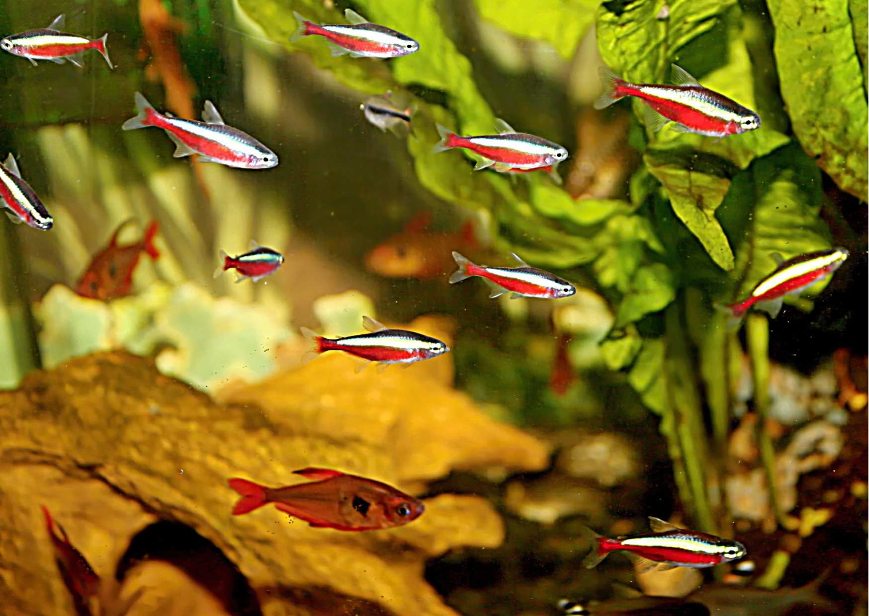 4.	Červené neonky chováme vždy v hejnech.