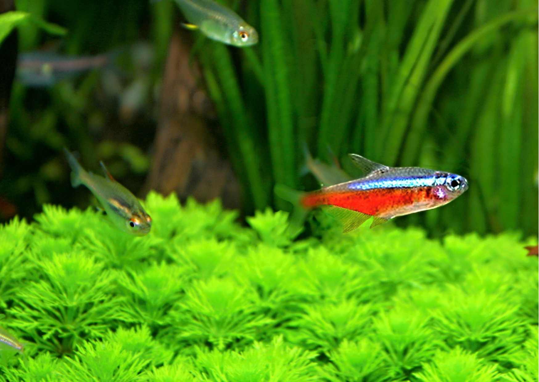 6.	Sameček kolumbijské červené neonky.