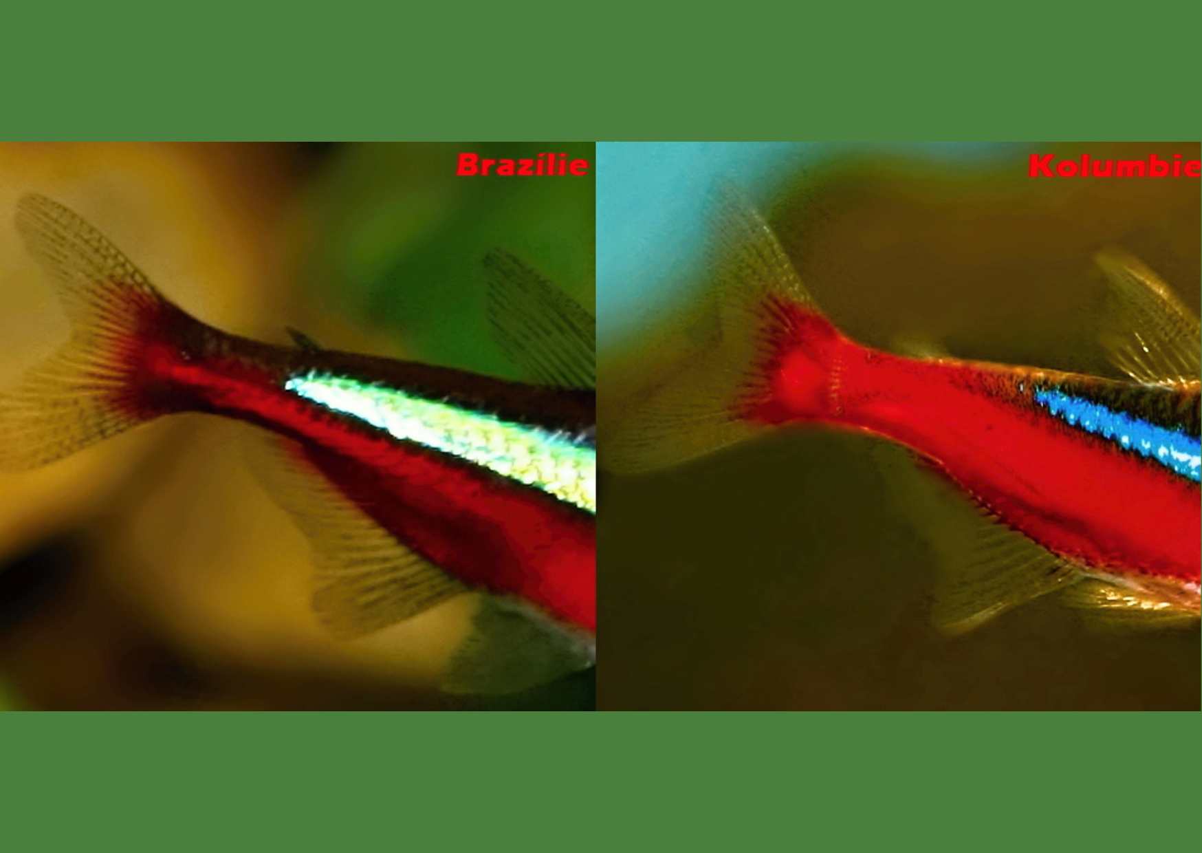 7.	Rozdíl mezi brazilskými a kolumbijskými červenými neonkami.