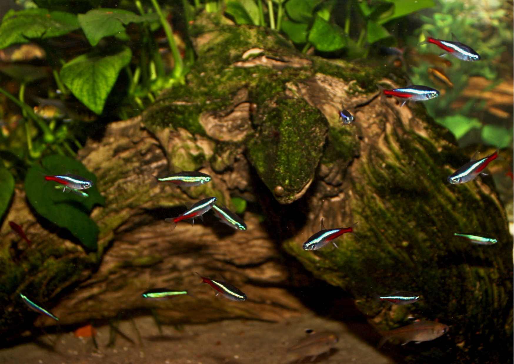 8.	Neonka obecná Paracheirodon innesi.