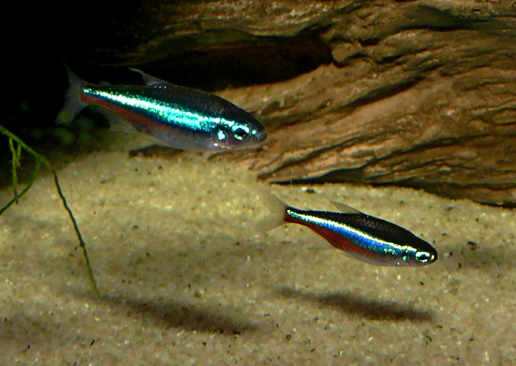 9.	Neonka modrá Paracheirodon simulans.