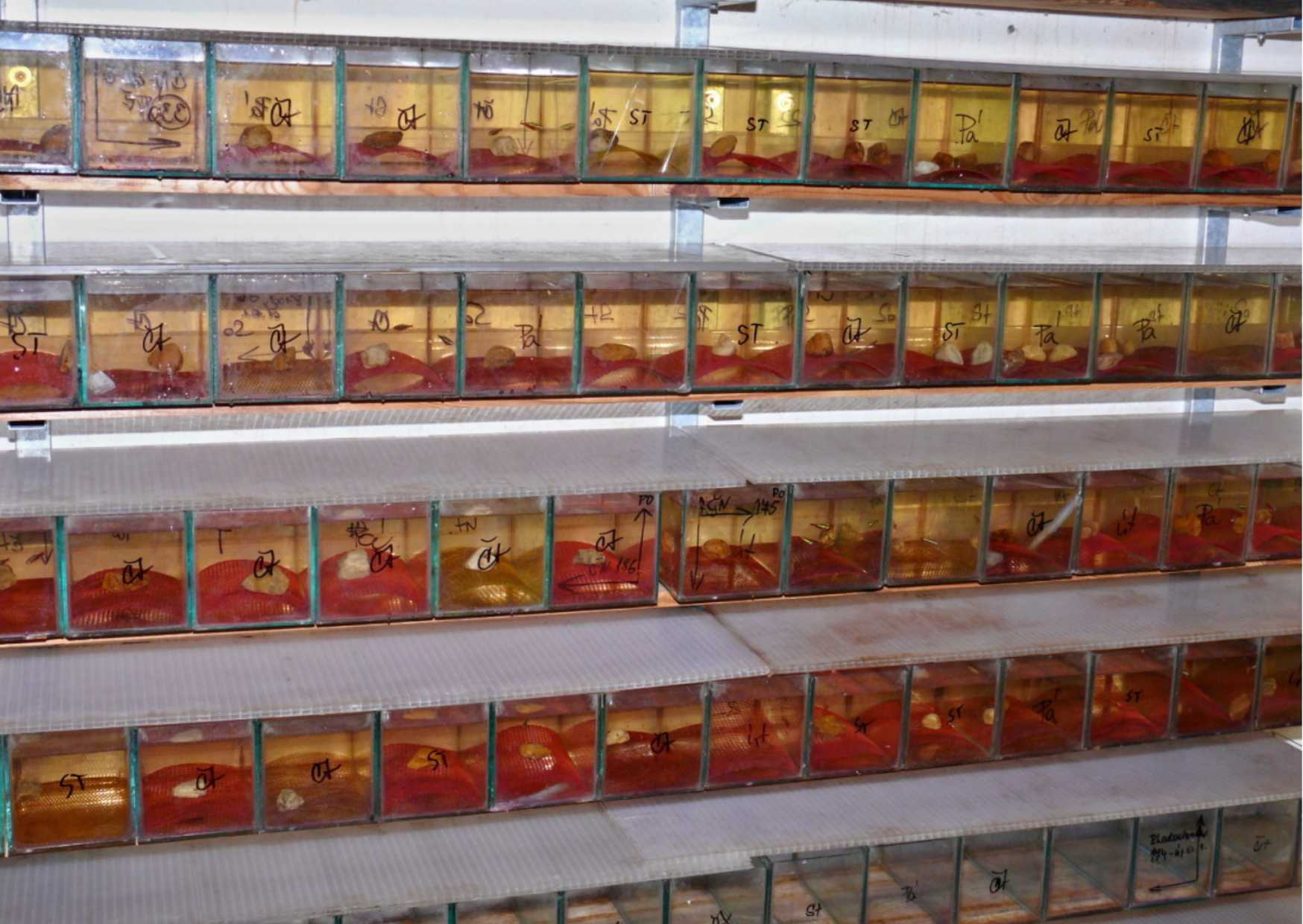 10.	Vytíračky u profi chovatelů. Jen výměna vody před třením a čištění vytíraček je obtěžující jednotvárná práce.