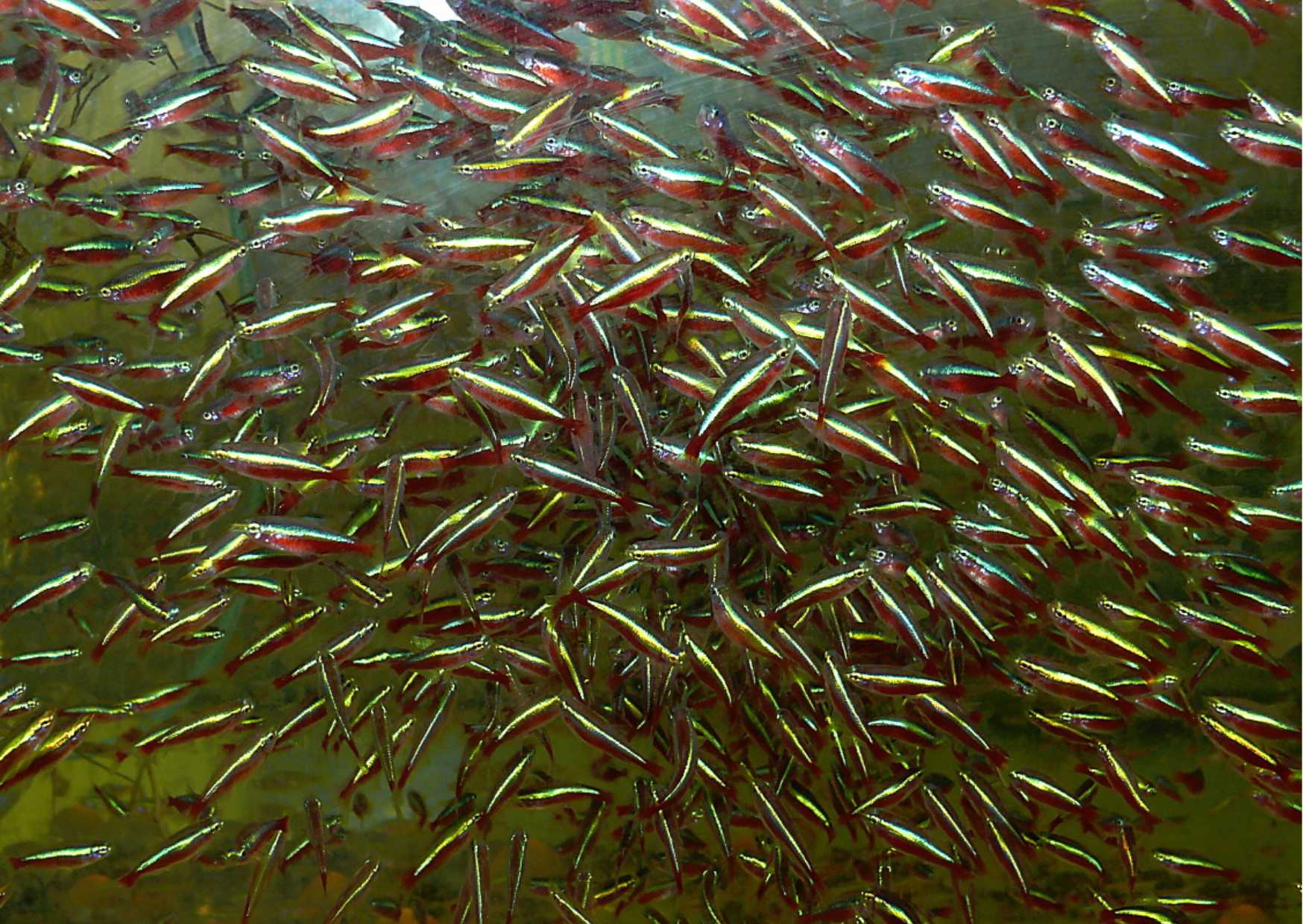 11.	Rozplavka u profi chovatele.