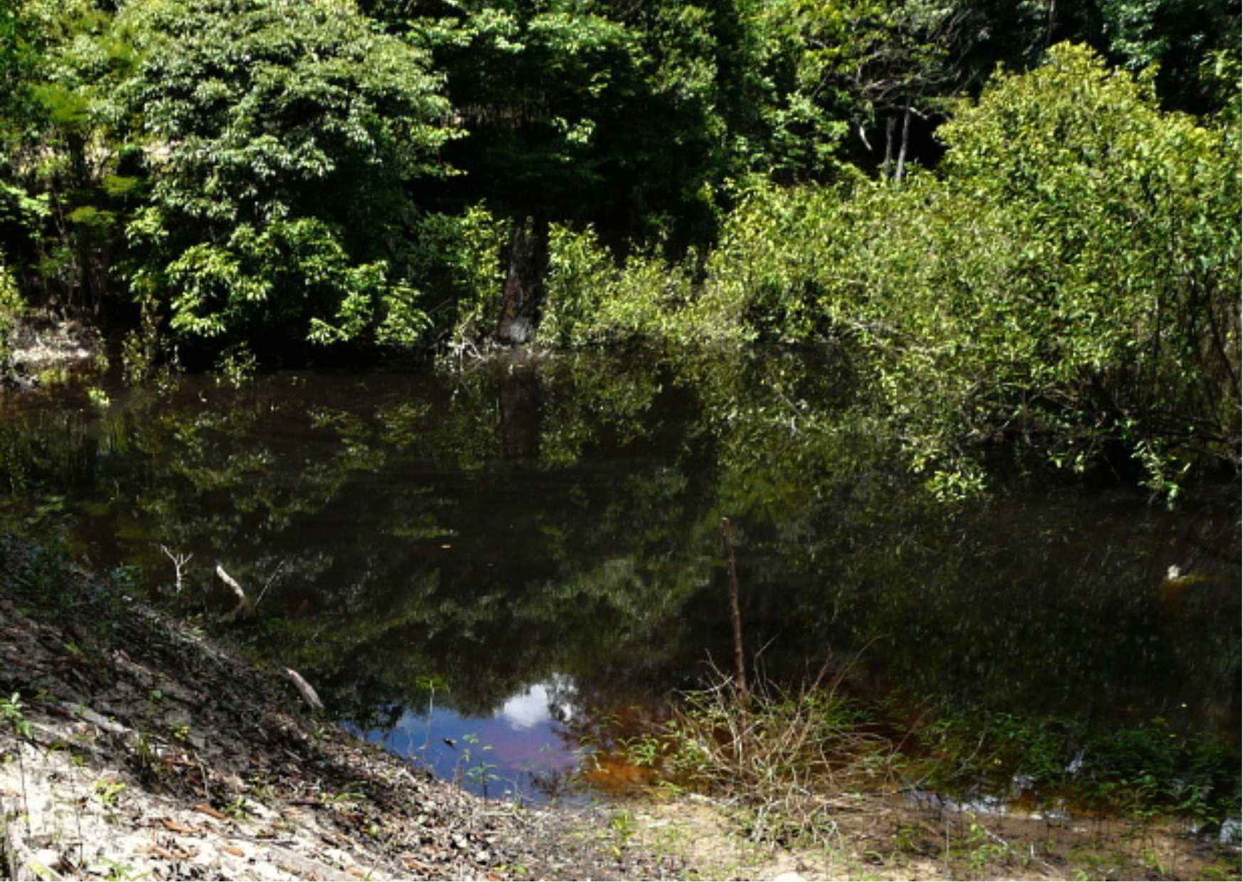 12.	Potůček na horním Rio Negro. Podobné potůčky mají hloubku do 40 cm a místní indiáni je nazývají „Remansos“.