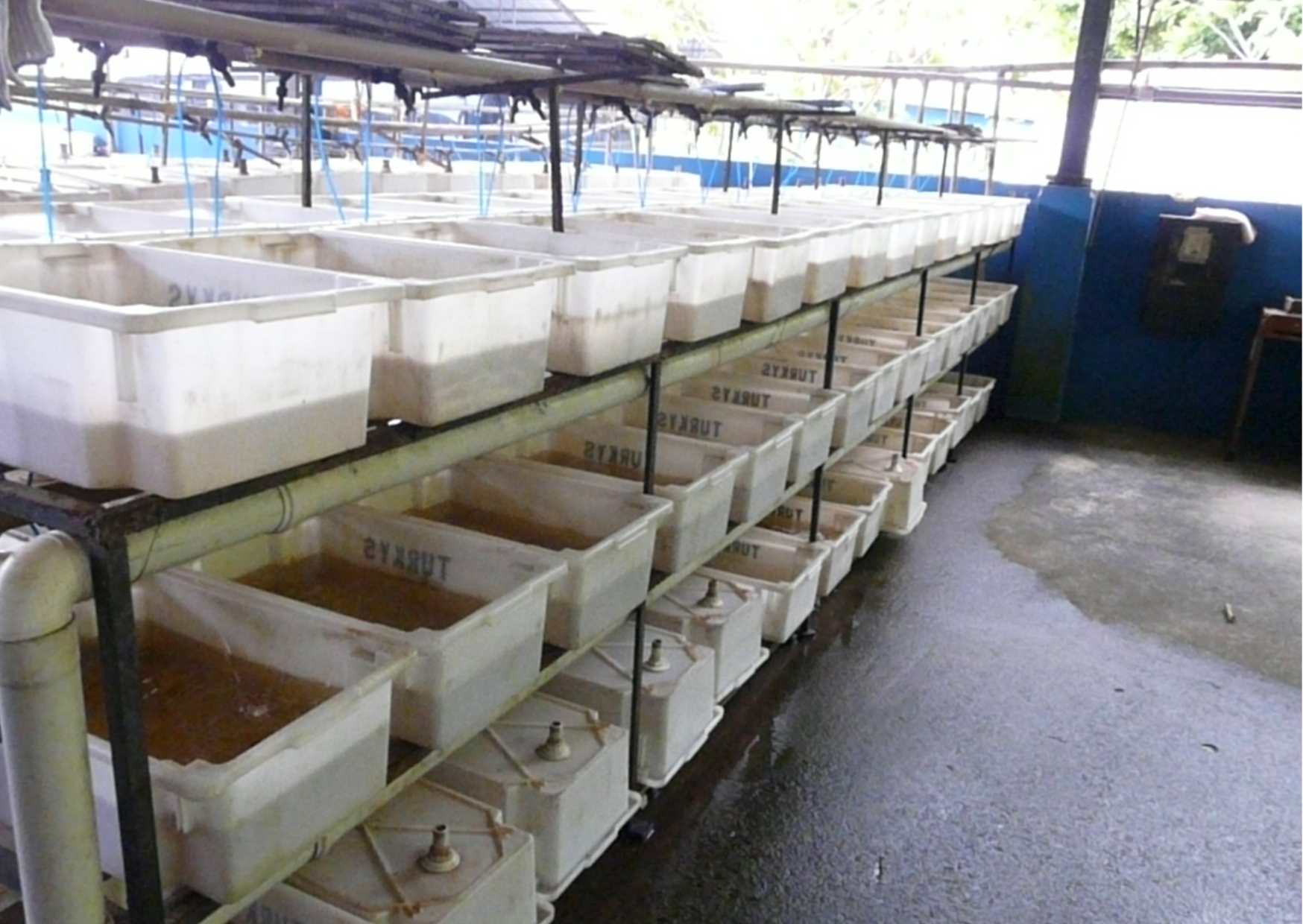 14.	Záběr z farmy v Manaus, kde jsou skladovány tisíce neonek.