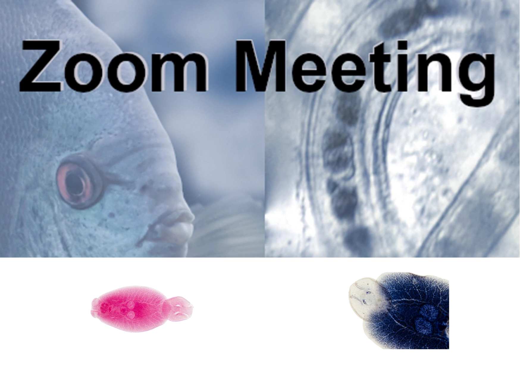 Skrytí nepřátelé: Jak rozpoznat a léčit parazity u akvarijních ryb