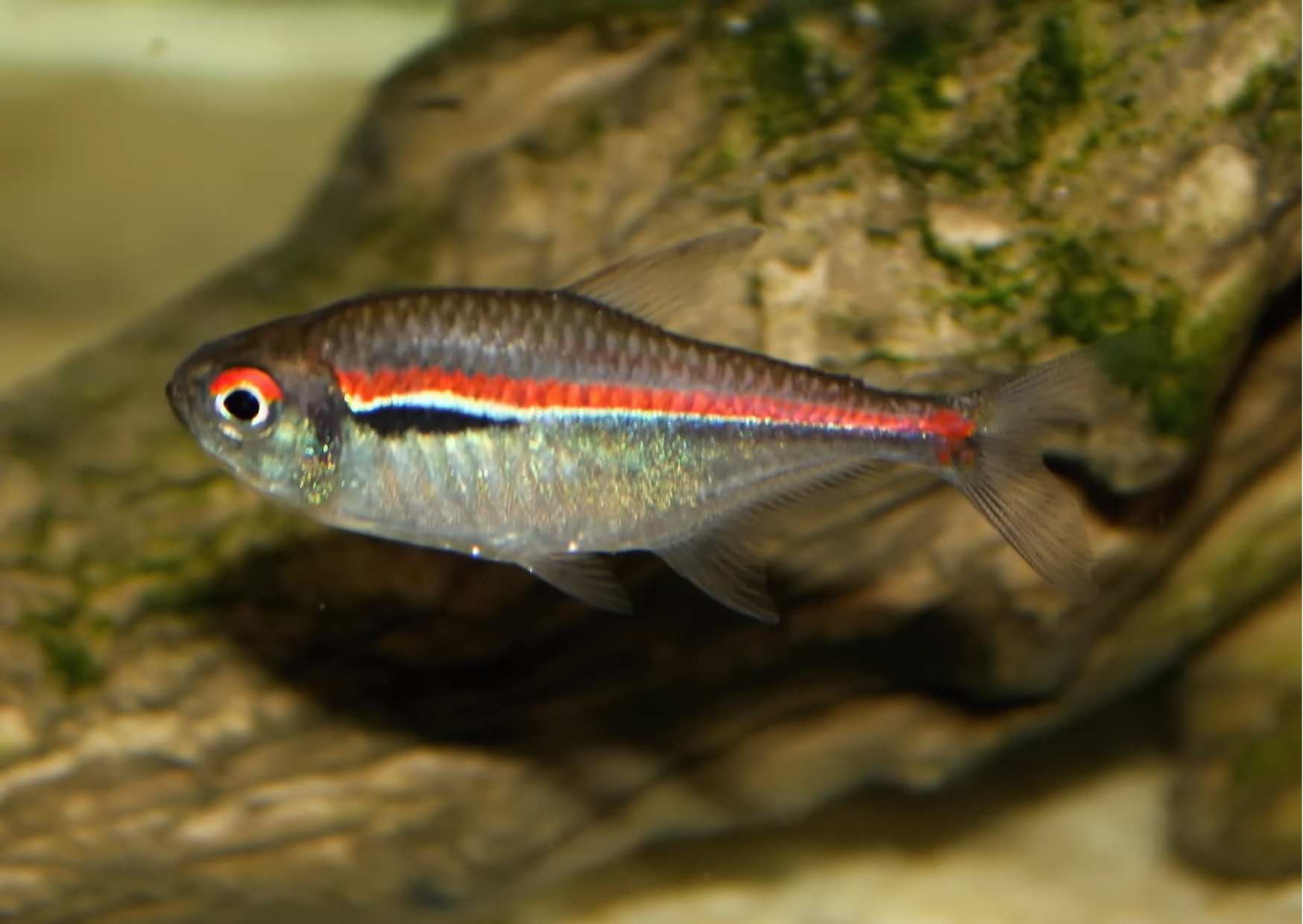 Female Hyphessobrycon amapaensis.