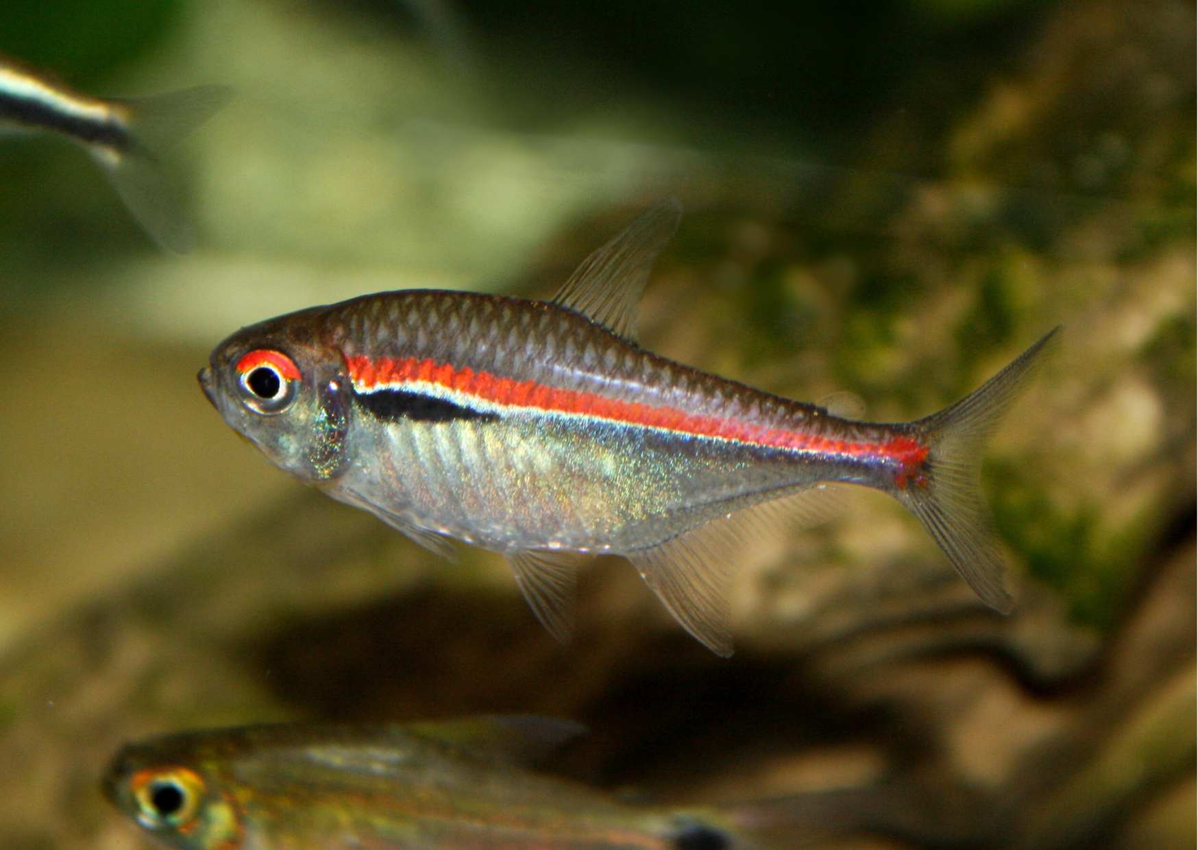 Male Hyphessobrycon amapaensis.