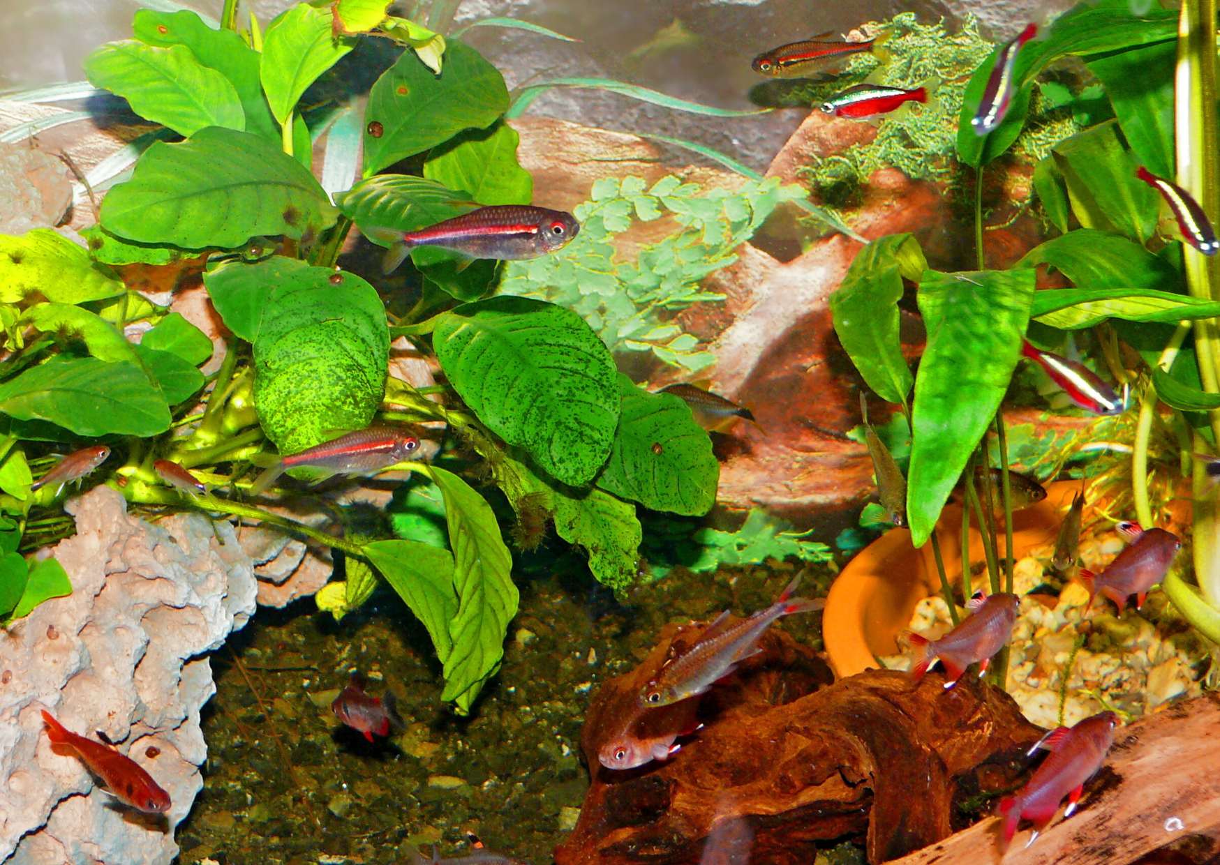 For the Amapá tetras, common and calm tetras are ideal companions.