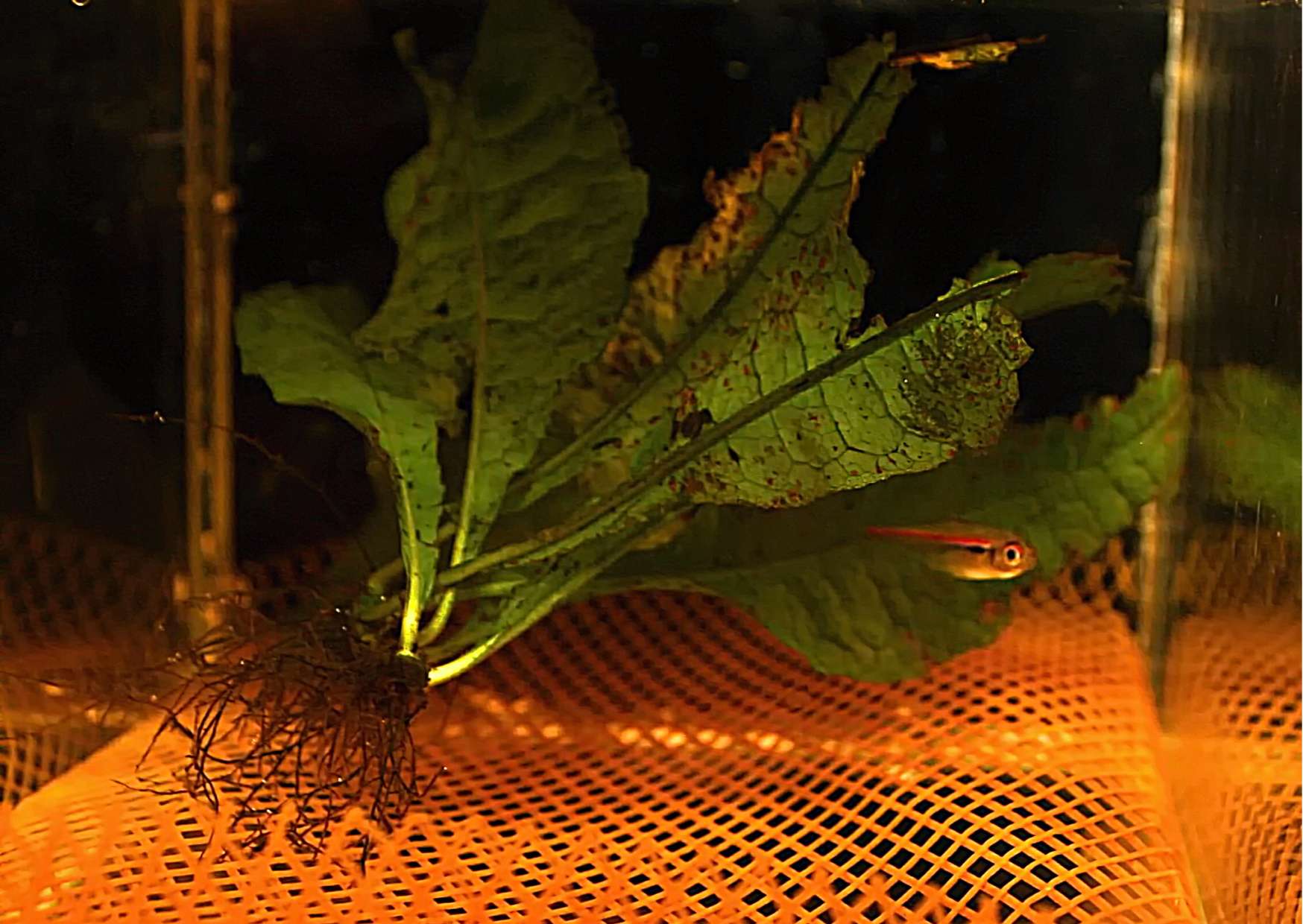 For grinding, we use our usual 5-liter extractors; a grinding grid is a necessity.