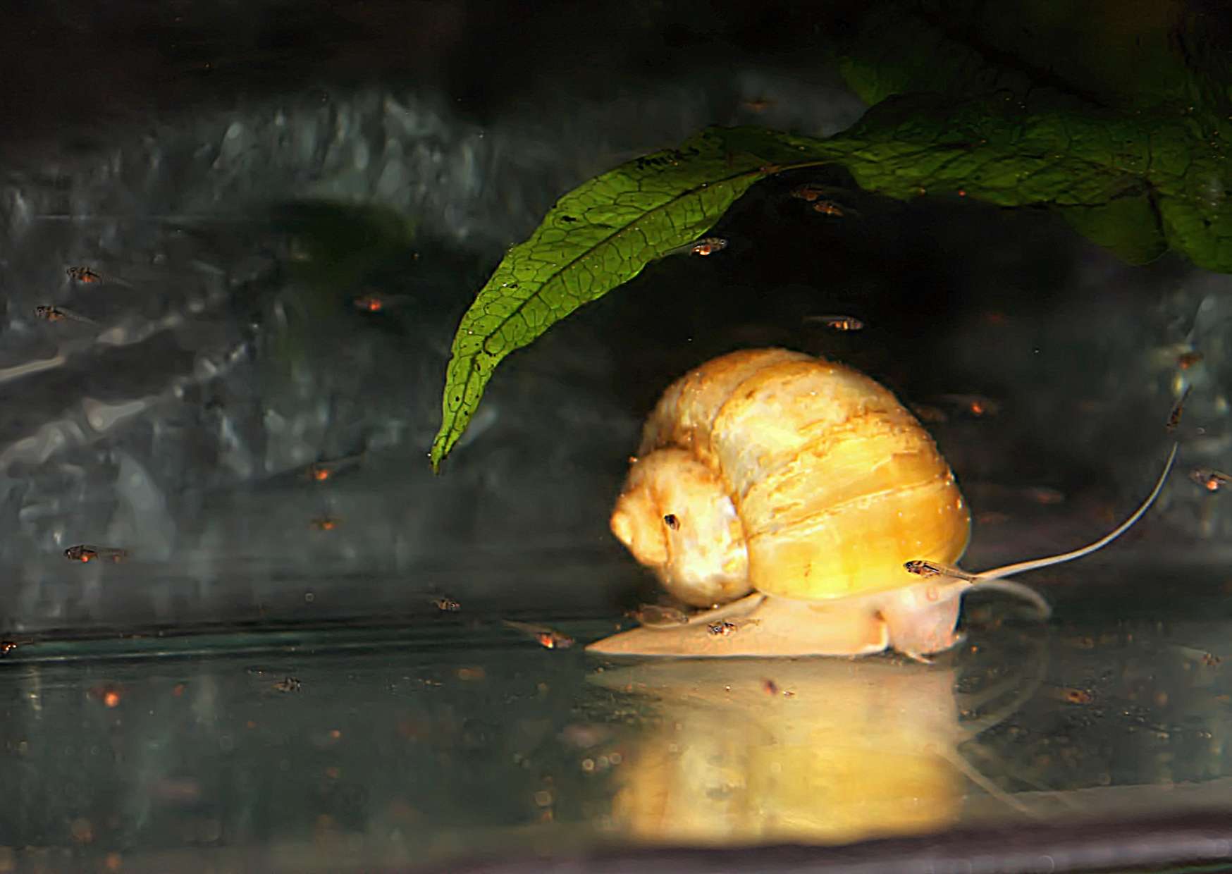 Young fish about a month old shortly after a generous feeding with powdered food. Apple snails are ideal scavengers of food remnants.