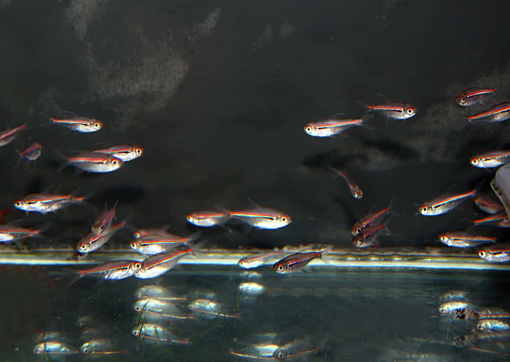 Young "amapas" about 5 months old.