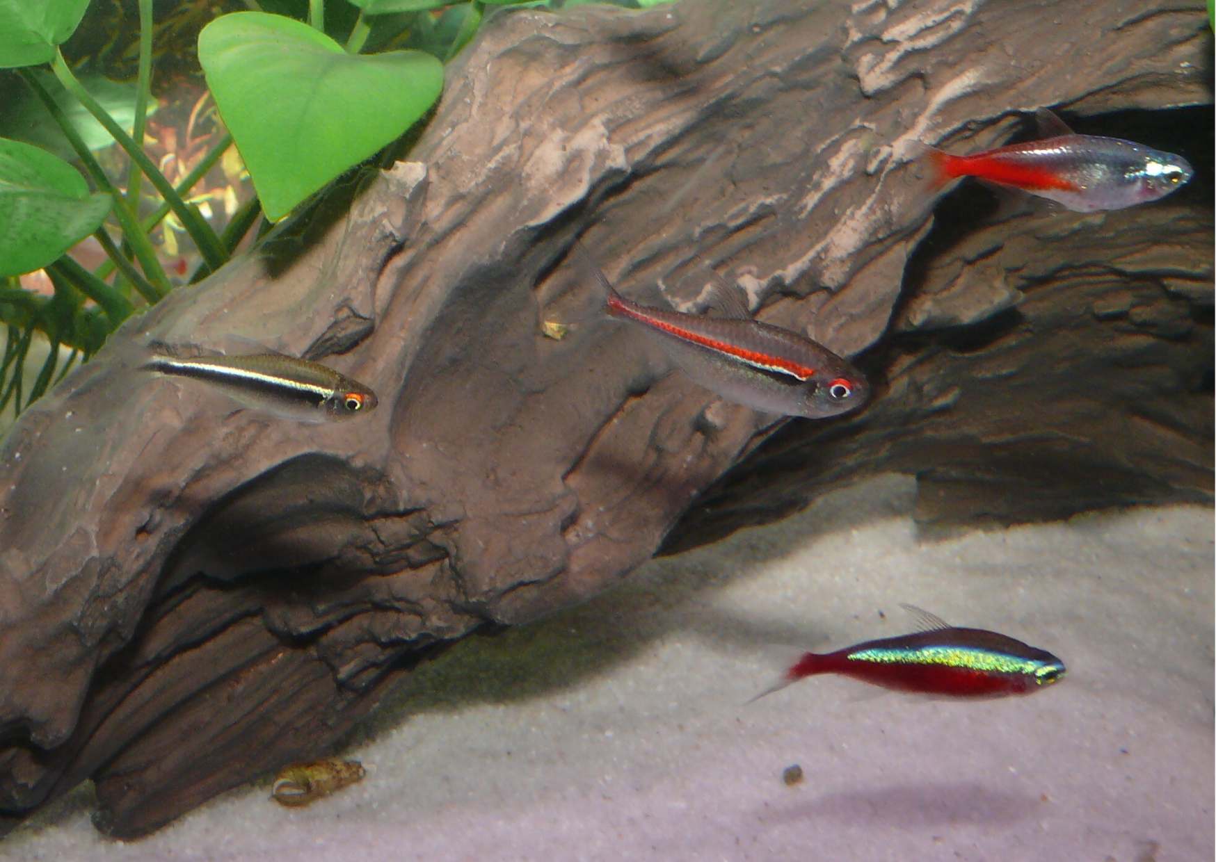 Amapa tetras are a beautiful contrasting fish to the neon tetras (bottom right red neon tetra, top right diamond neon tetra, left black neon tetra).