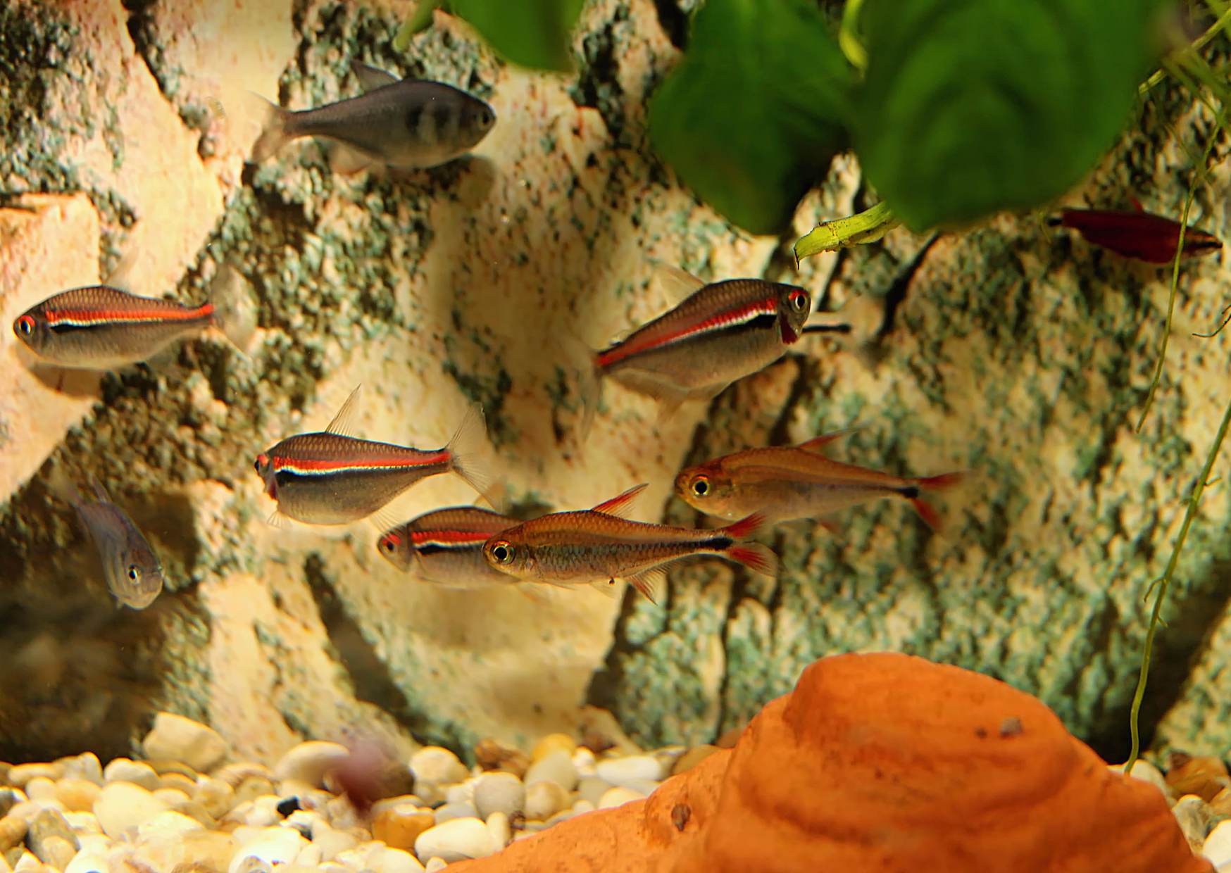 "Amapy" in the presence of relatively "hot" news: At the top left Hyphessobrycon weitzmanorum, on the right Nannostomus sp. super red. "Rio Amaya", in the middle Hyphessobrycon sp. "Rio Cenepa".