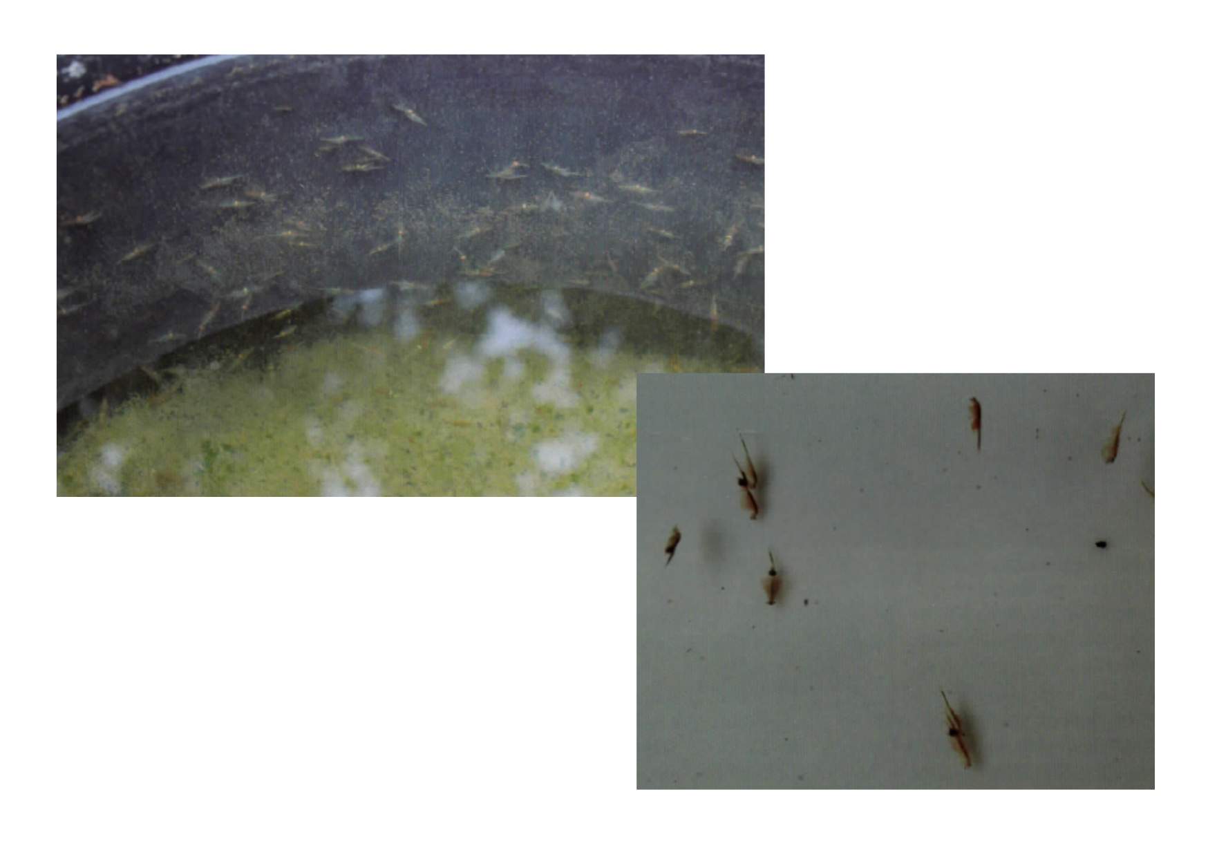 Některé již větší exempláře a Artemia franciscana při páření.