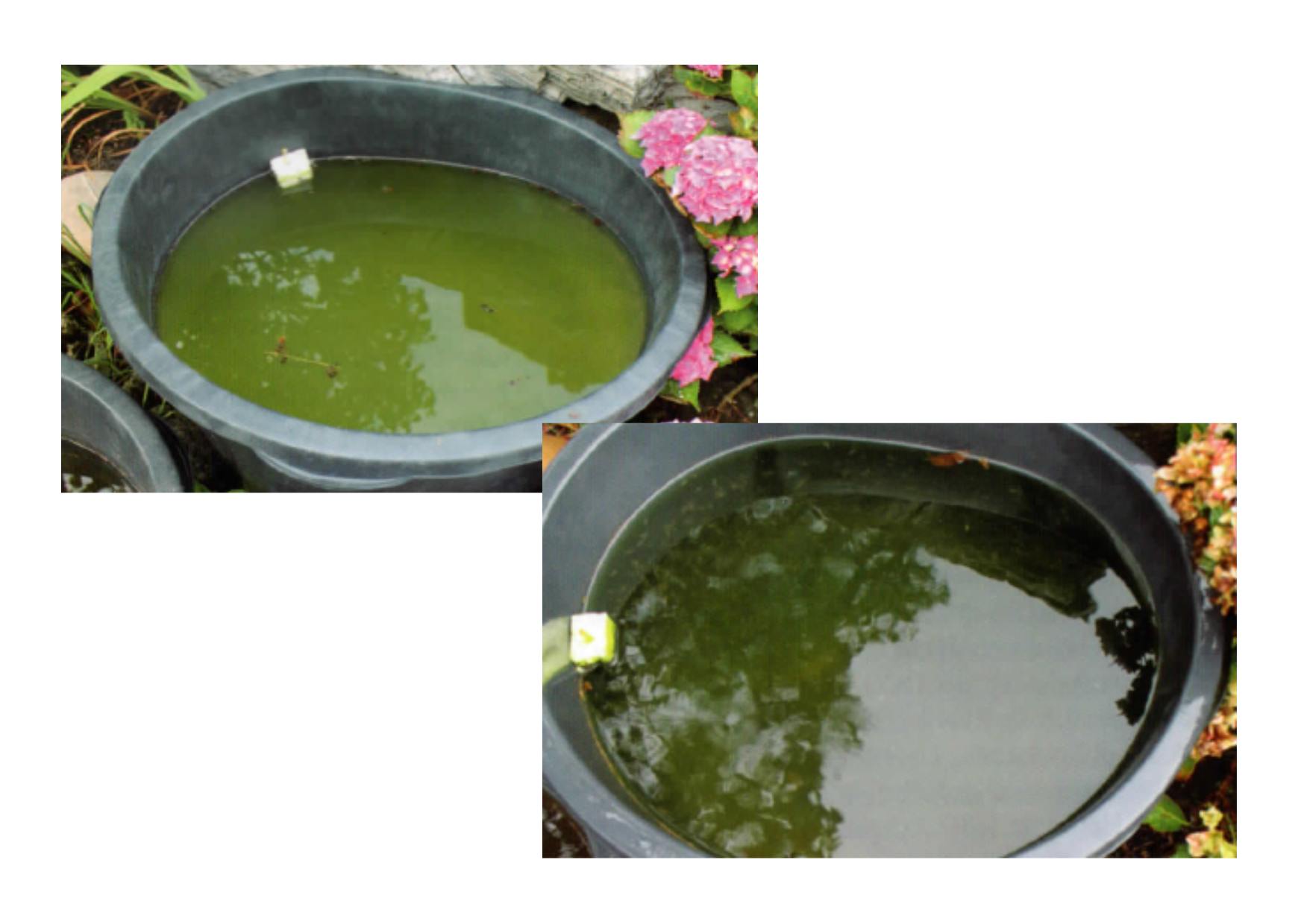 Žábronožky v kbelíku. Zde je vidět, jak zelené zbarvení způsobené tvorbou řas (vlevo) již výrazně ustoupilo díky filtraci prováděné žábronožkami (vpravo).