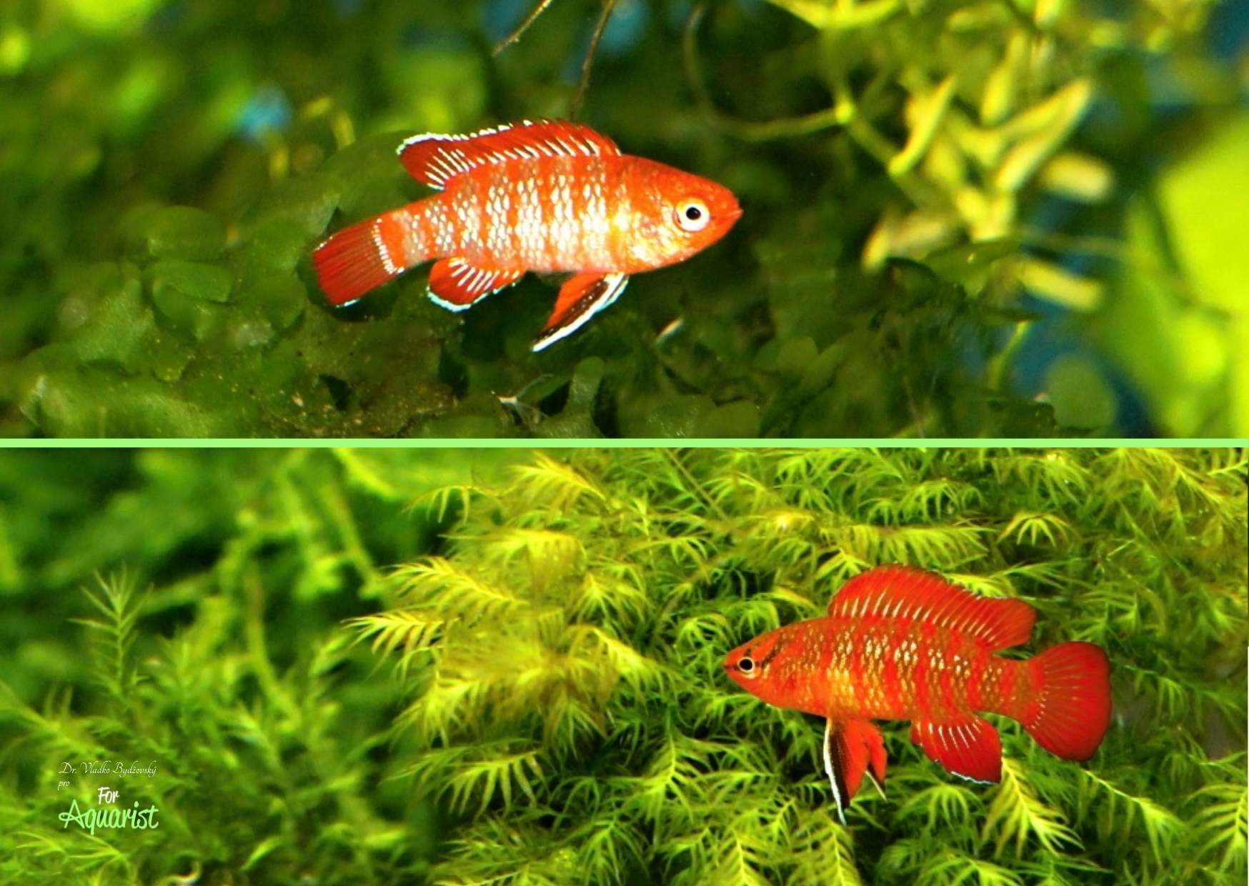 Dario dario mladý sameček nahoře a samec dole