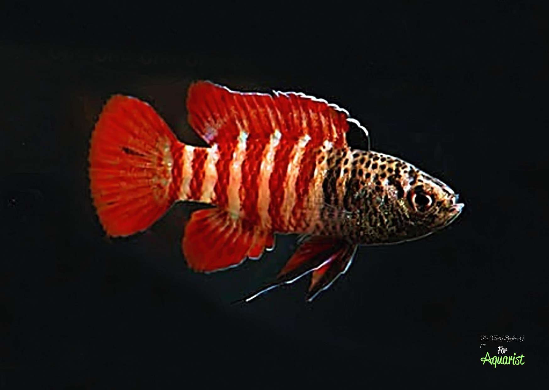 Dario hysginon BLACK TIGER sameček