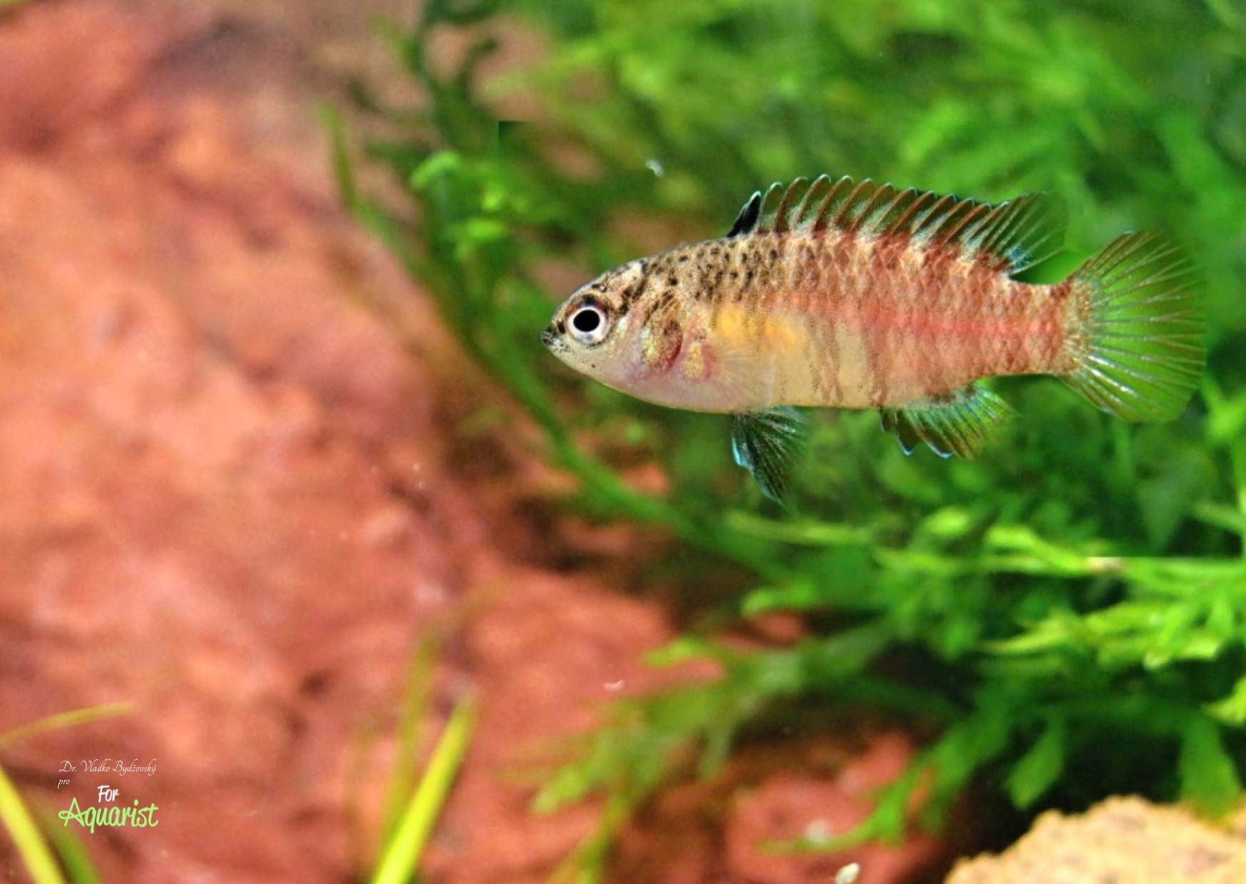 Dario sp. BLACK TIGER samice