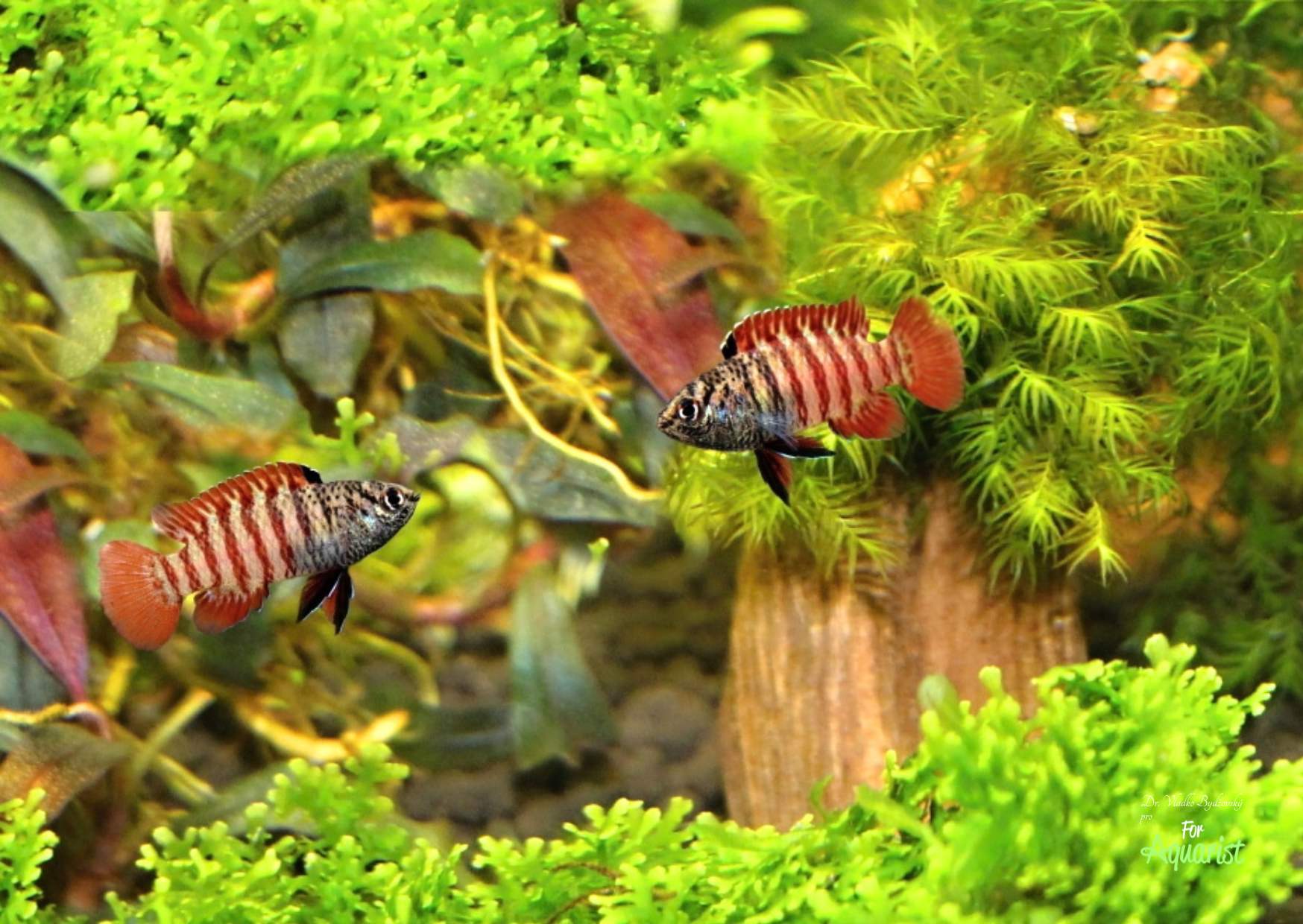 Dario sp.BLACK TIGER