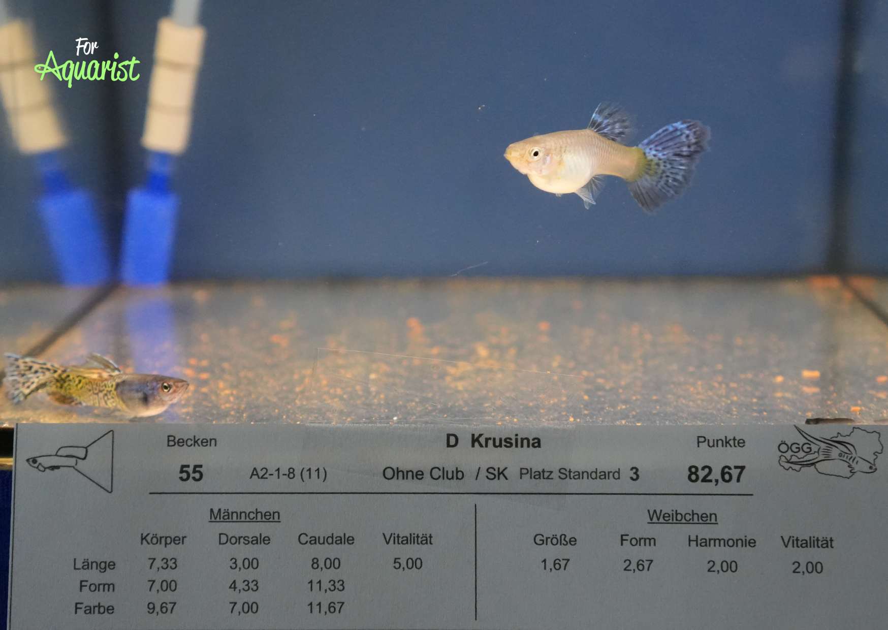 Soutěžní akvária