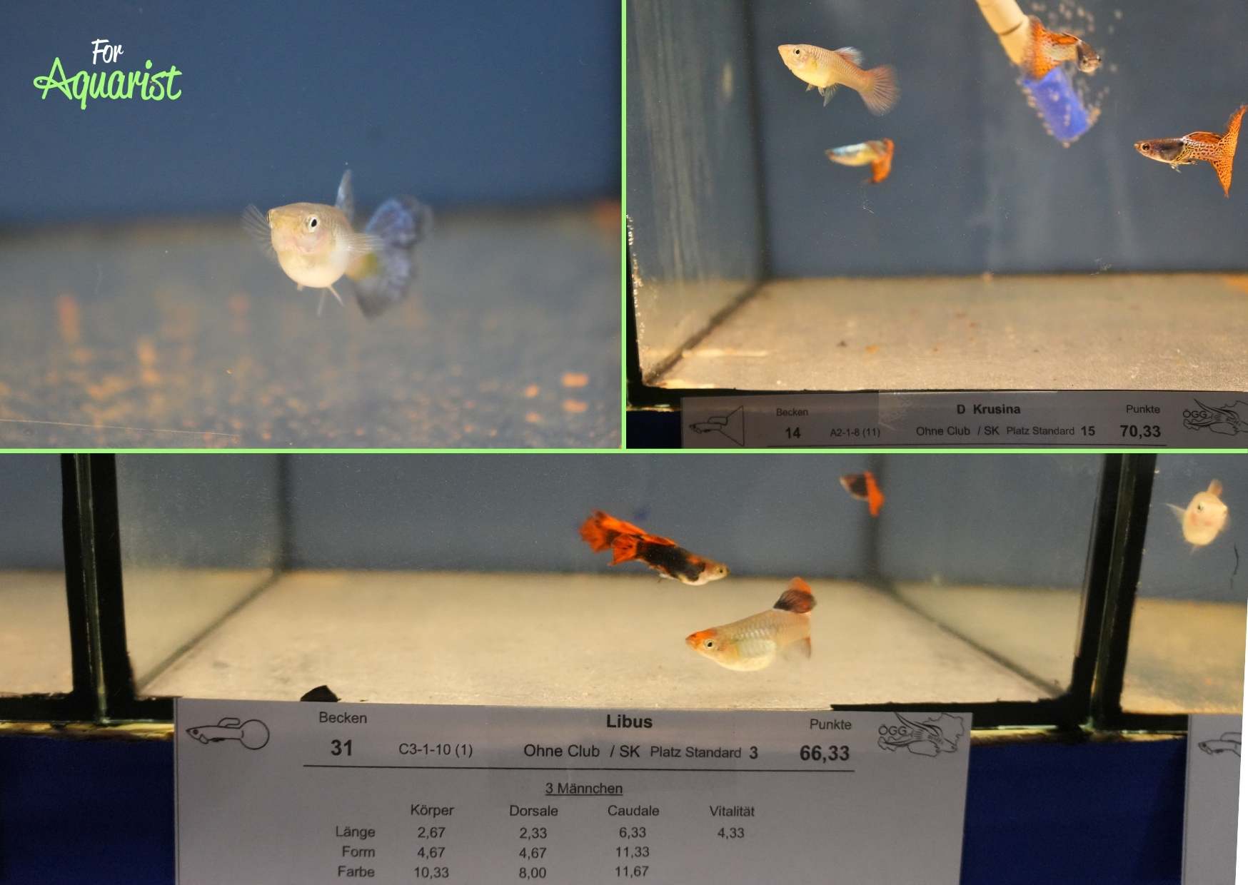 Soutěžní akvária