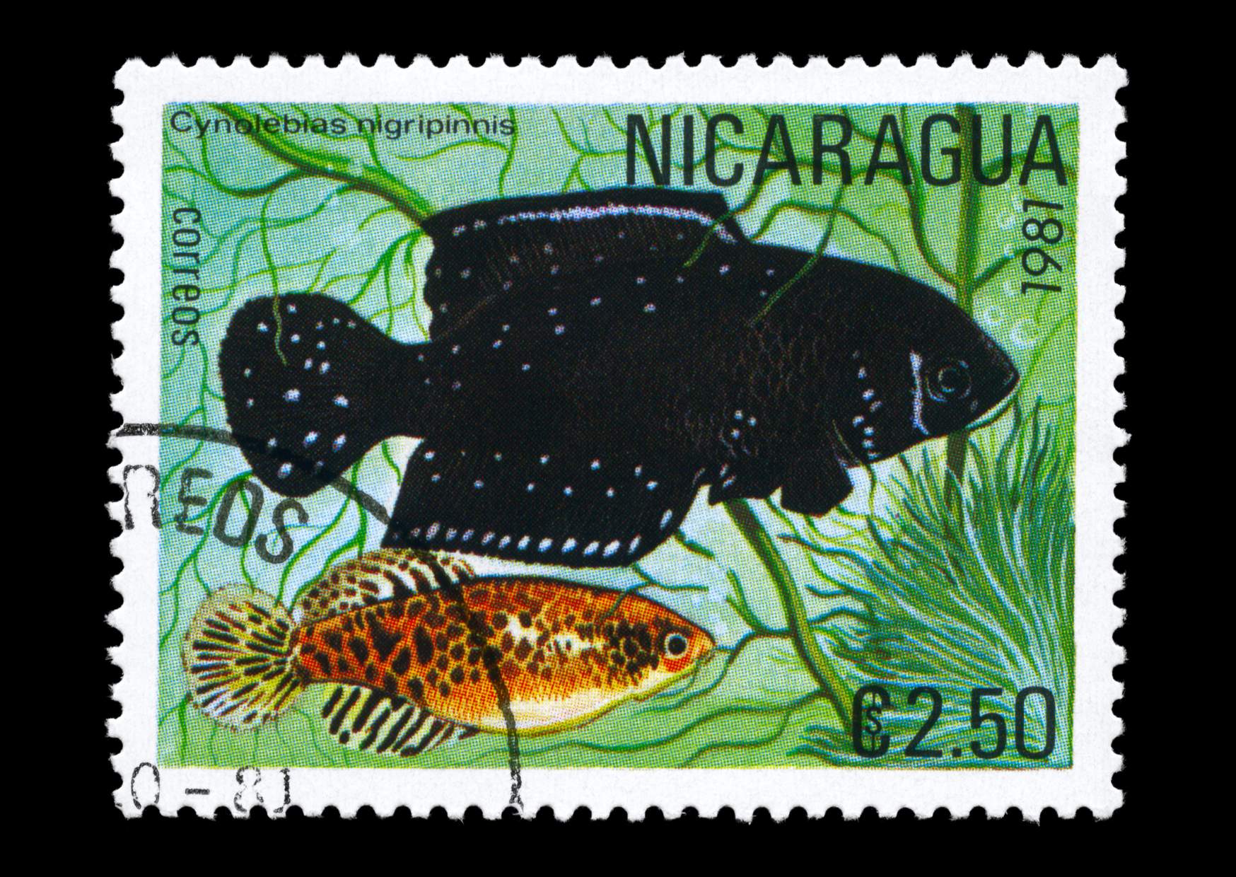 Proporczykowce - Hodowla południowoamerykańskich (SAA) Część 3 : Wychowanie, pielęgnacja i ochrona rzadkich proporczykowców