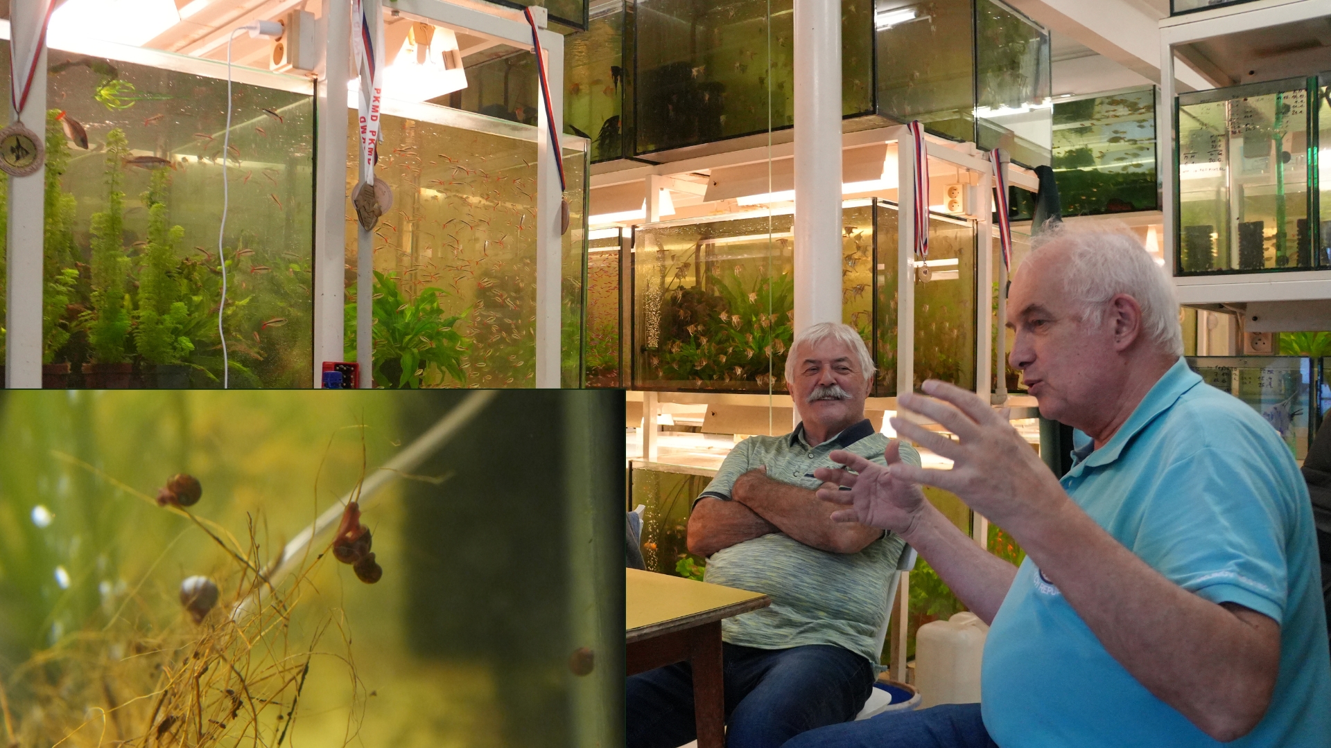 Rozmowy nad powierzchnią 7: ze Slávkiem Boudným i Zdeńkiem Dočekalem - ślimaki w akwarium mile widziani i potępiani