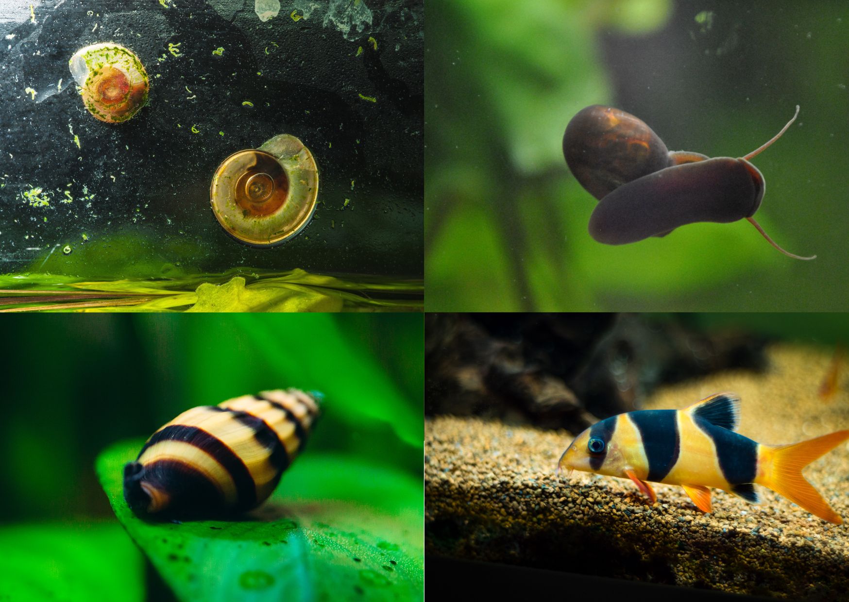 Hovory nad hladinou 8: Kontrola populace šneků v akváriu - Od Botia až po dravé plže