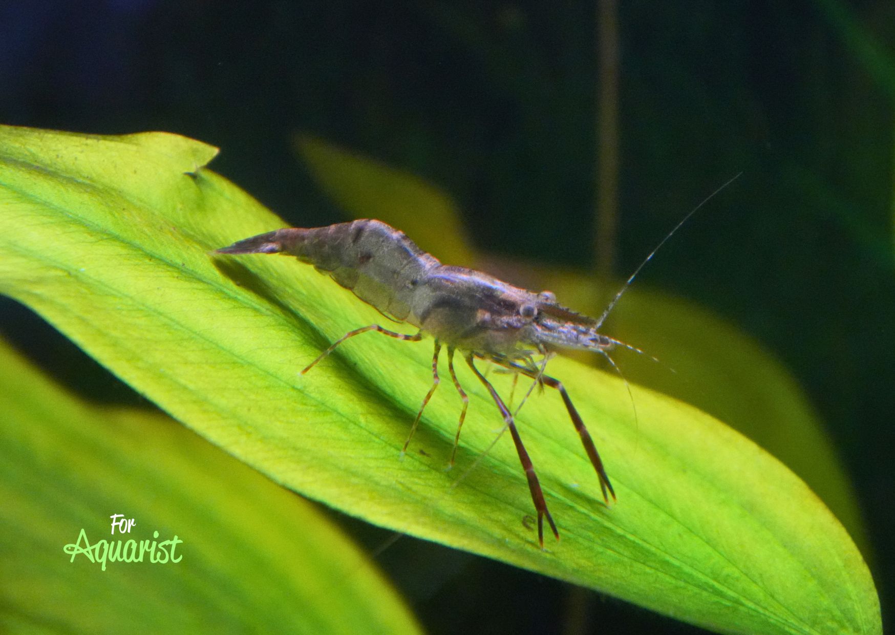 Macrobrachium dayanum - hrdina příběhu
