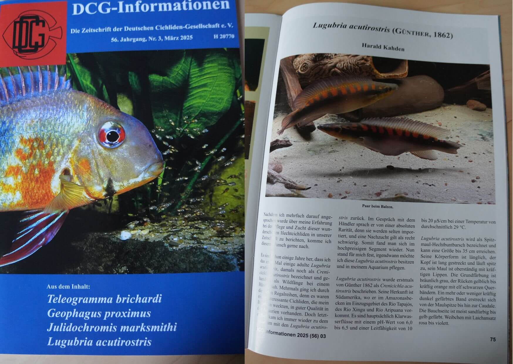 Harald Kahden nedávno psal pro DCG časopis (3/2025) o Lugubria acutirostris