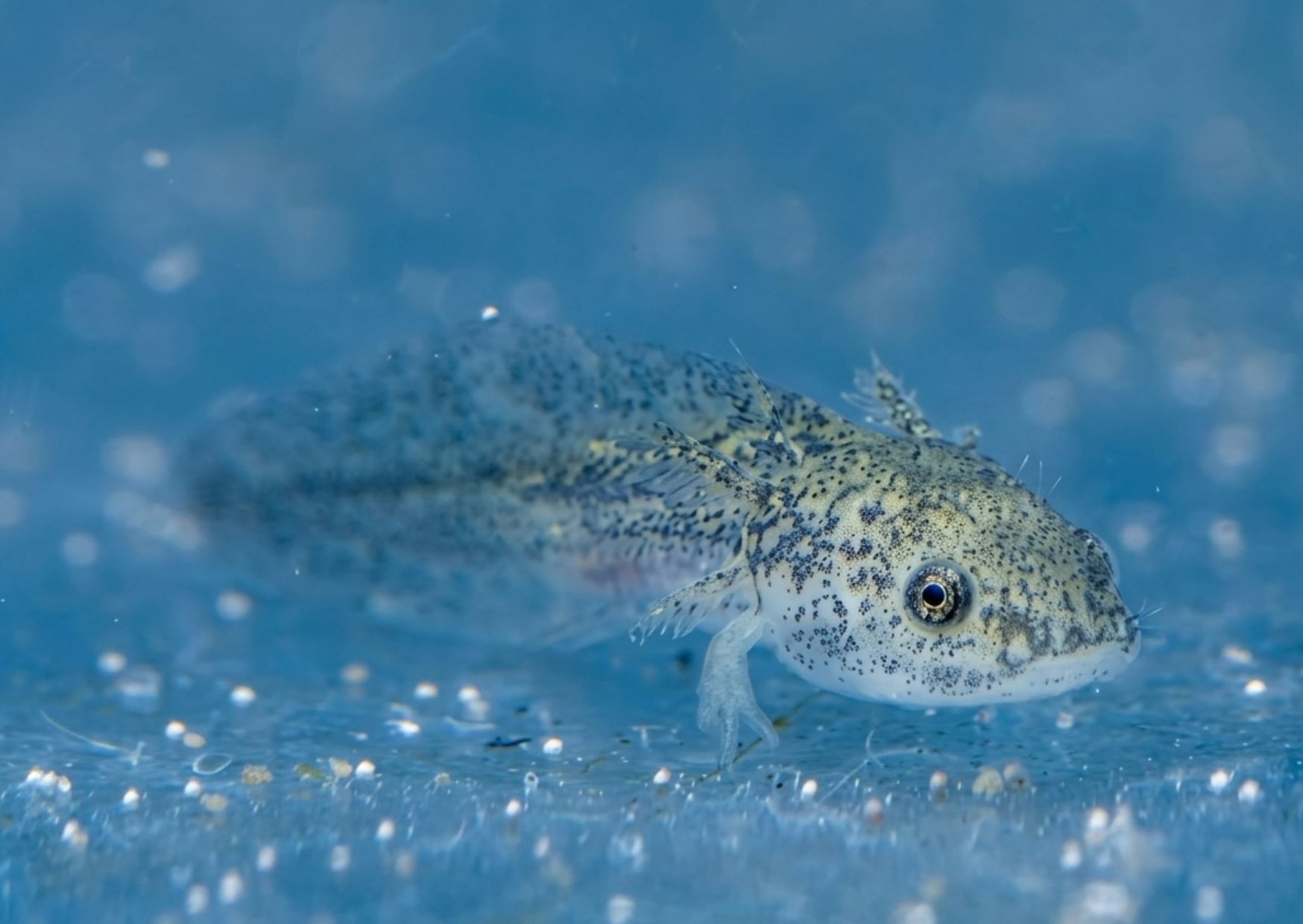 Sekrety Axolotla: Poznaj Uśmiechnięty Cud Świata Wodnego