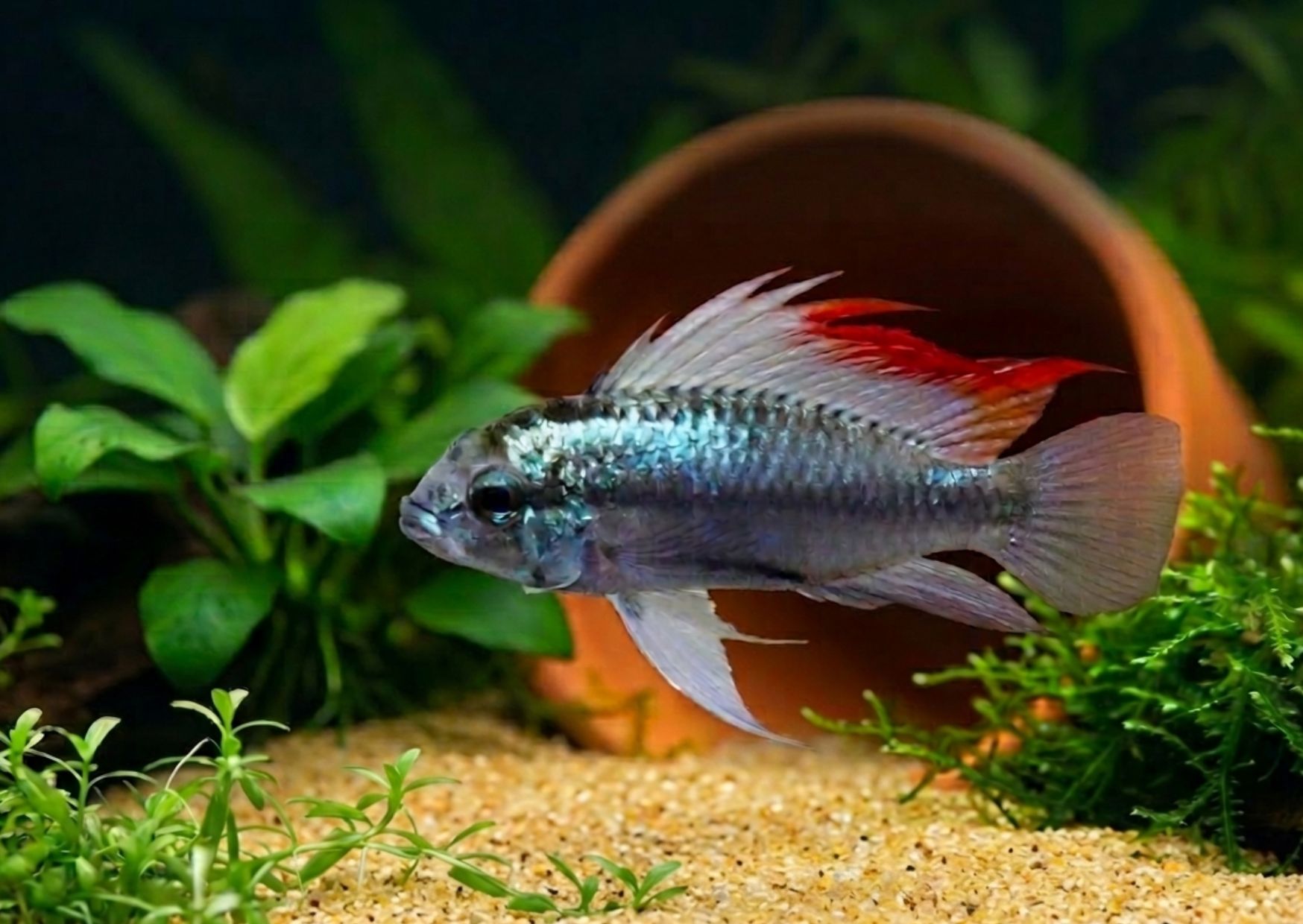 Apistogramma trifasciata: ve jménu indiánského číra a hrdosti
