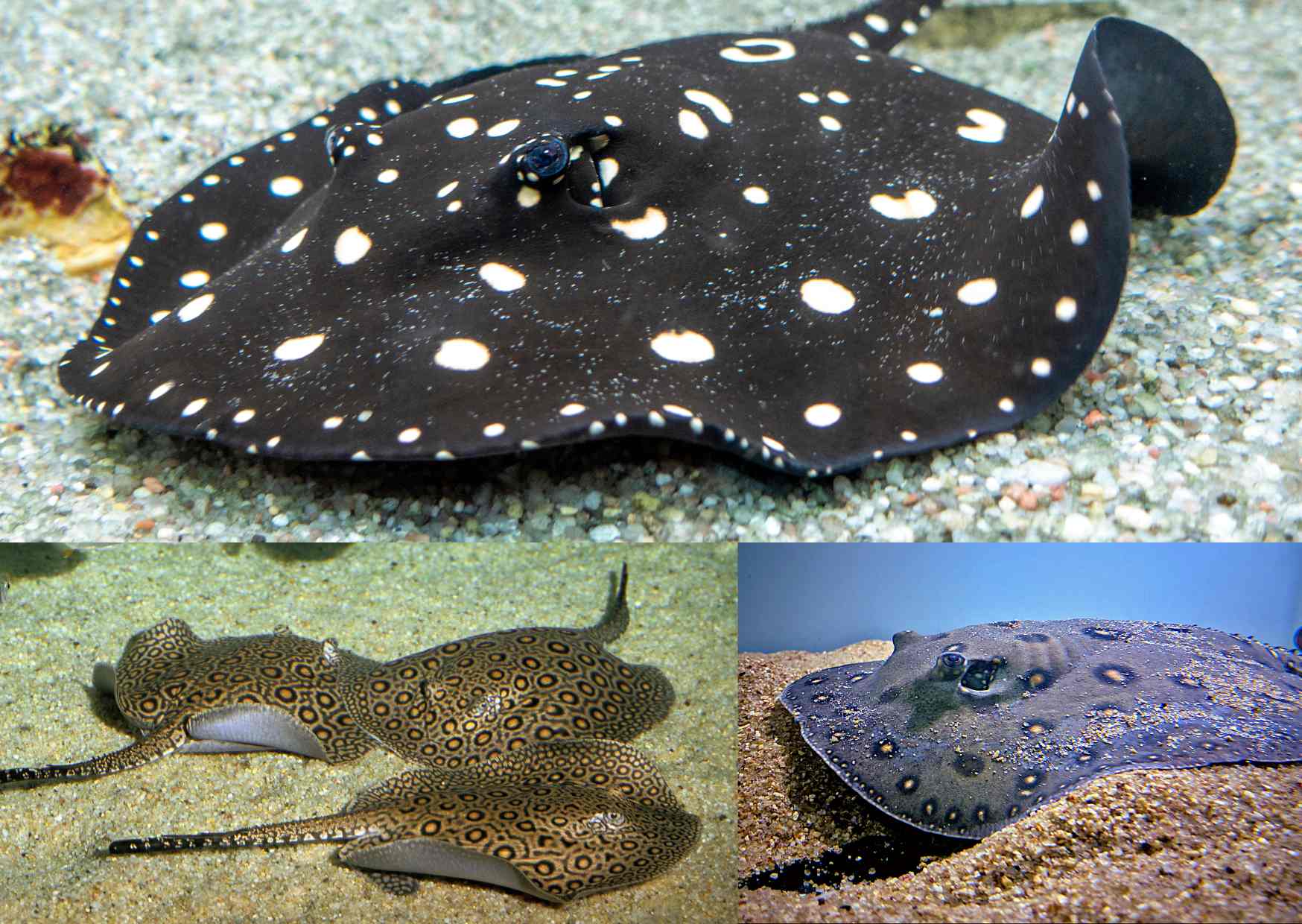 River stingrays: The fascinating world of Potamotrygon