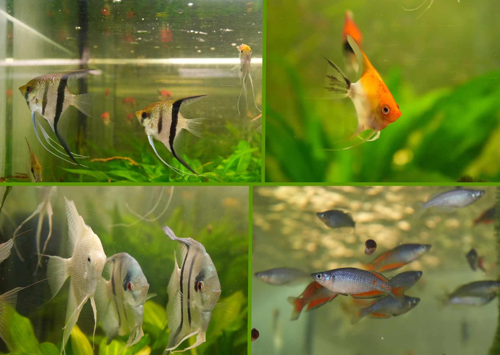 Zdeněk Dočekal - Irysy, skalary i inne