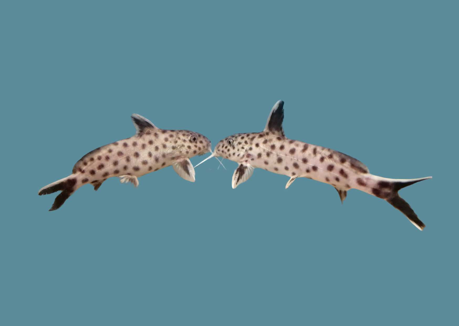 Synodontis petricola: Snadno se třou, těžko se odchovávají - Jak vše začalo (I)