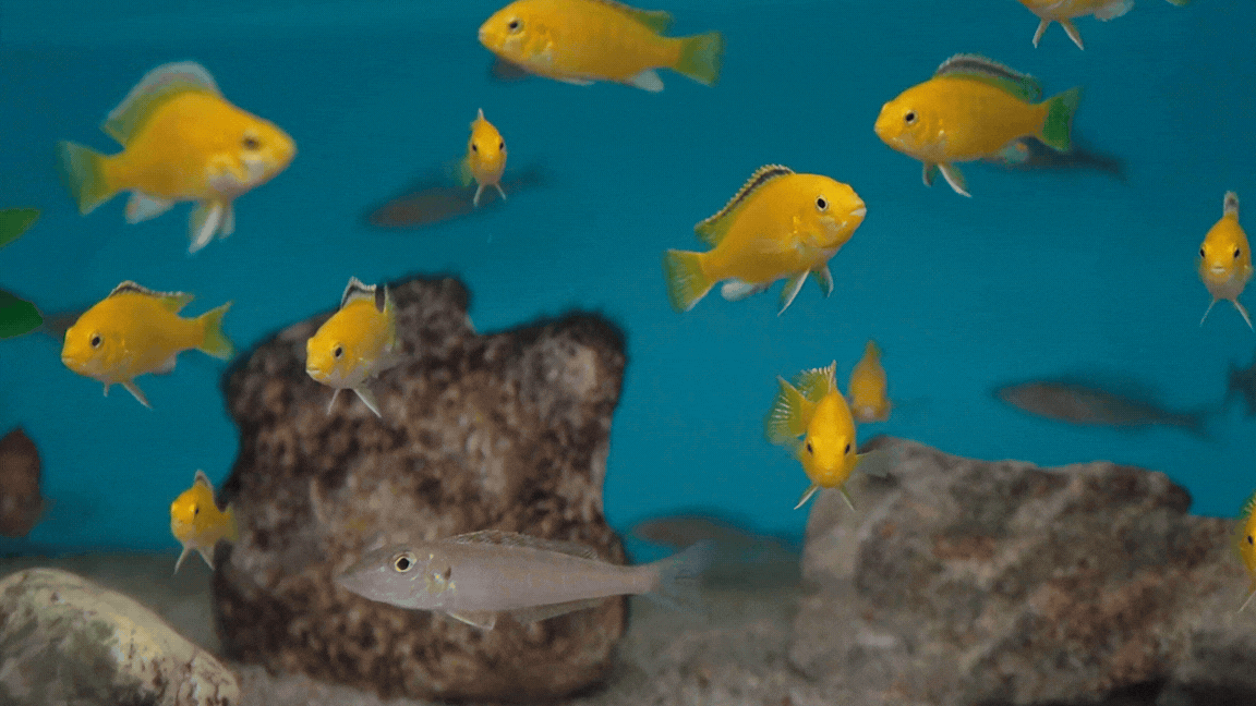 Hovory nad hladinou: Hynek Dařbuján - Tajomstvo Tanganiky