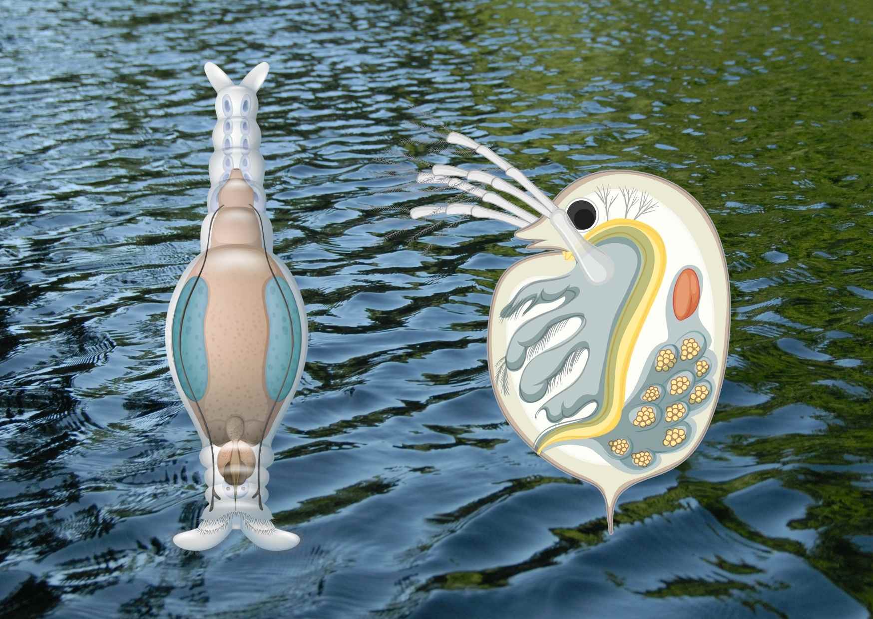 Żywy pokarm w akwarystyce II. - Dafnie (Daphnia), Wrotki (Rotatoria, Rotifera), Cyclopoida (Widłonogi) i Grindal