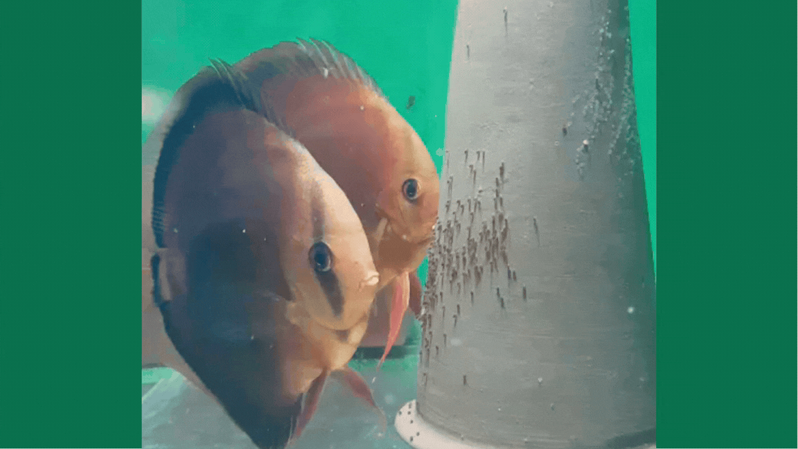 Hovory nad hladinou: Josef Pejša II. – O šlechtění, soutěžích a zdravém chovu