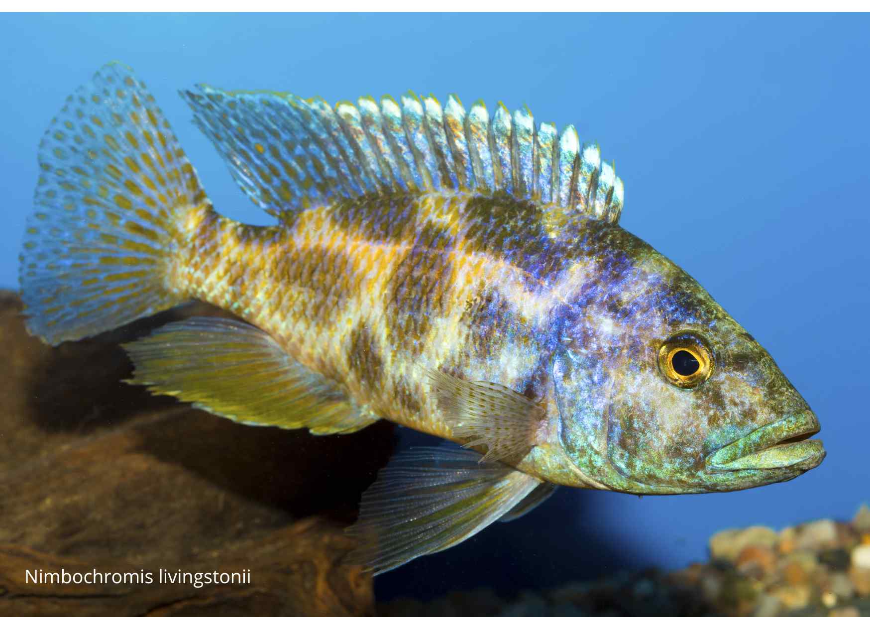 Tlamovec Livingstonov (Nimbochromis livingstonii) a jej hra