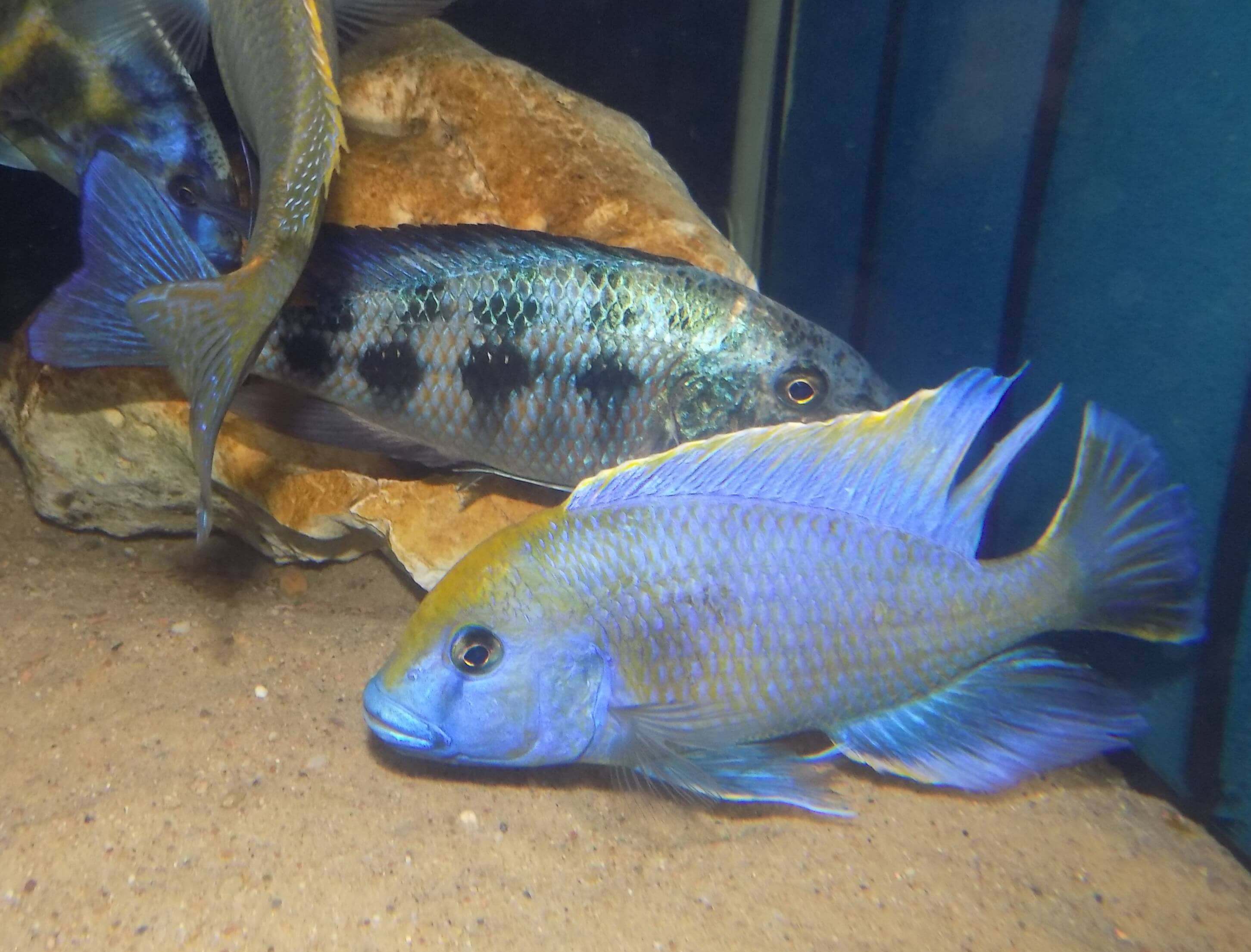 Nimbochromis venustus samiec