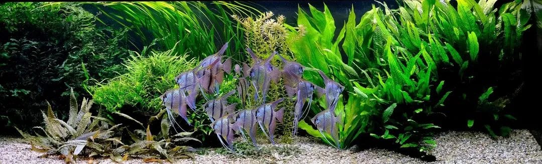 Rozmowy nad powierzchnią: Tajemnica wspaniałych skalara - siła żywej diety