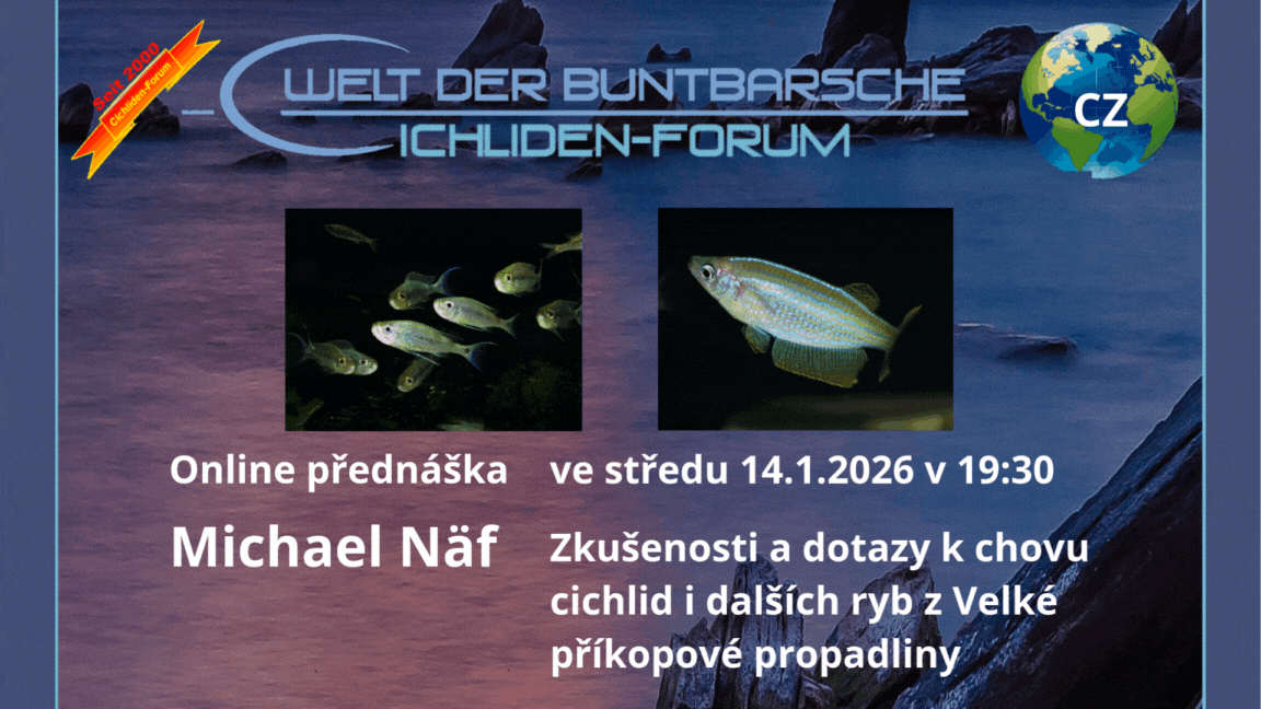 Tanganjika: praktyczne doświadczenia biologa Michaela Näfa na żywo