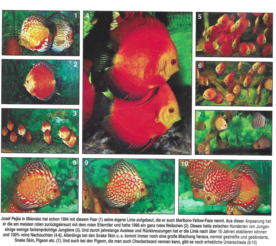 Kniha Bleher's Discus - archiv Kersten Opitz