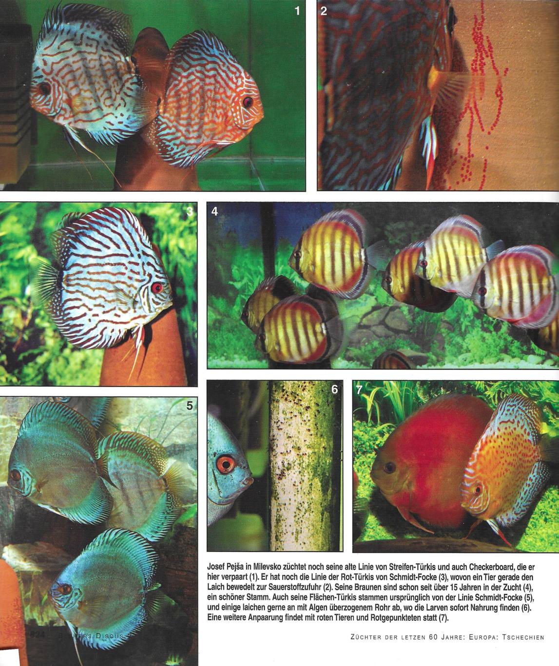 Kniha Bleher's Discus - archiv Kersten Opitz