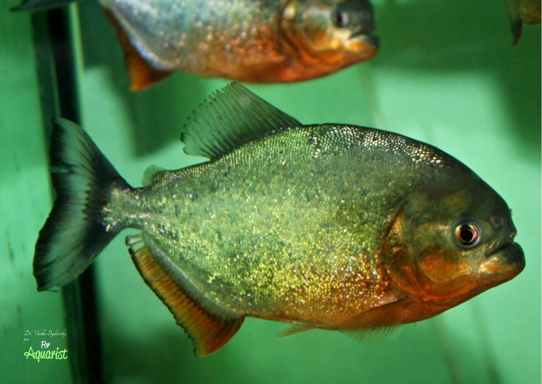 Téměř dvouletý sameček.